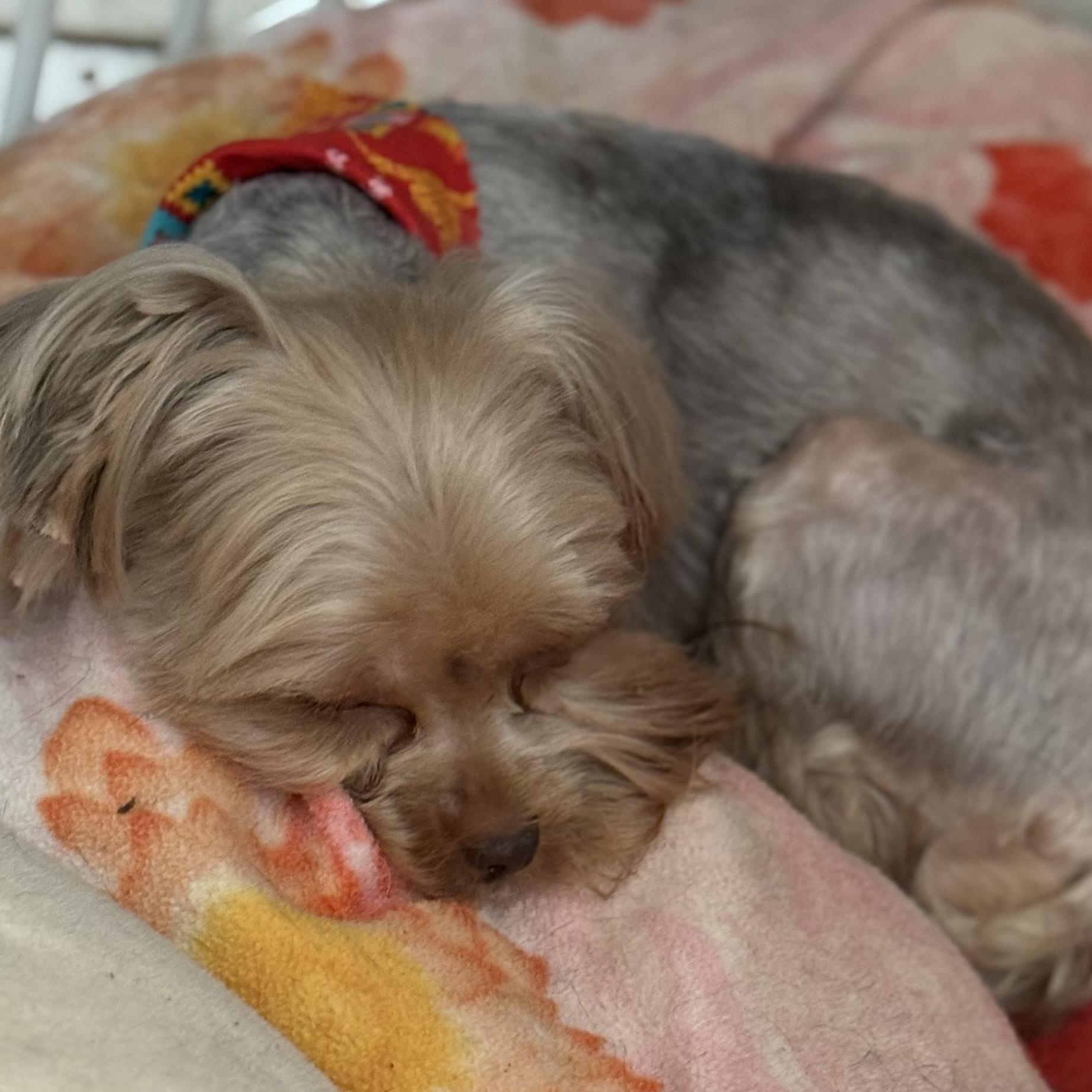 Enlarge Piper, a Adopted mixed breed in Yadkinville, NC image 3/6