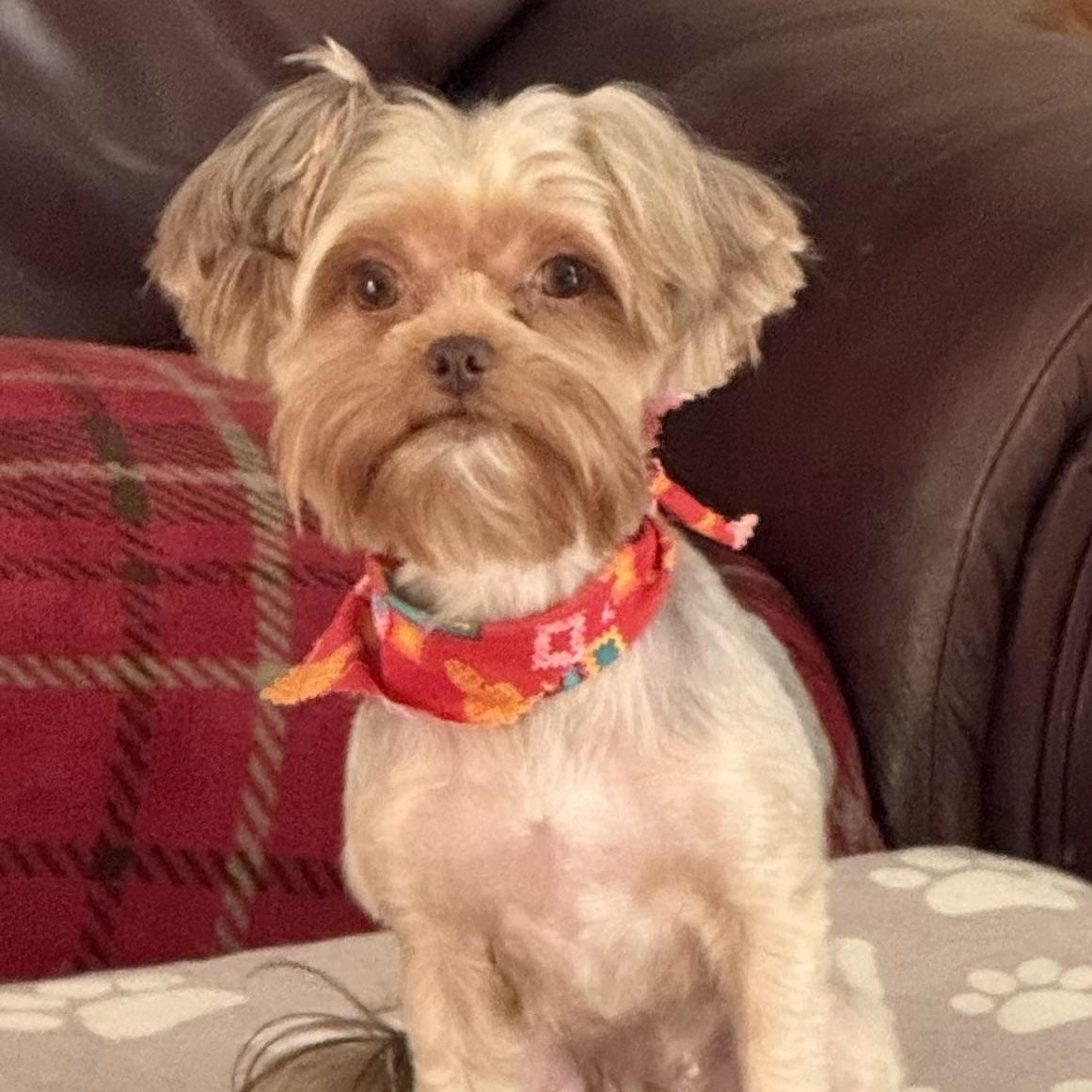 Enlarge Piper, a Adopted mixed breed in Yadkinville, NC image 2/6