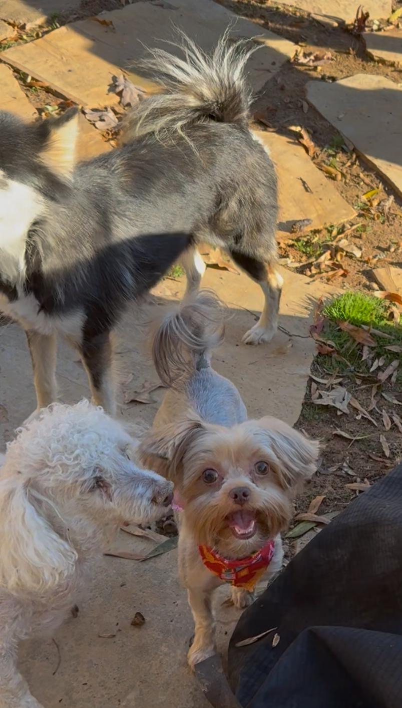 Enlarge Piper, a Adopted mixed breed in Yadkinville, NC image 4/6