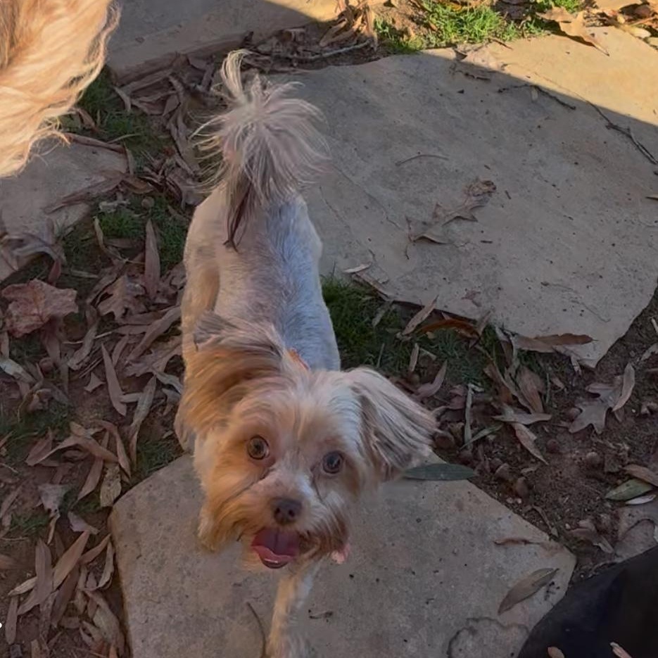 Enlarge Piper, a Adopted mixed breed in Yadkinville, NC image 5/6