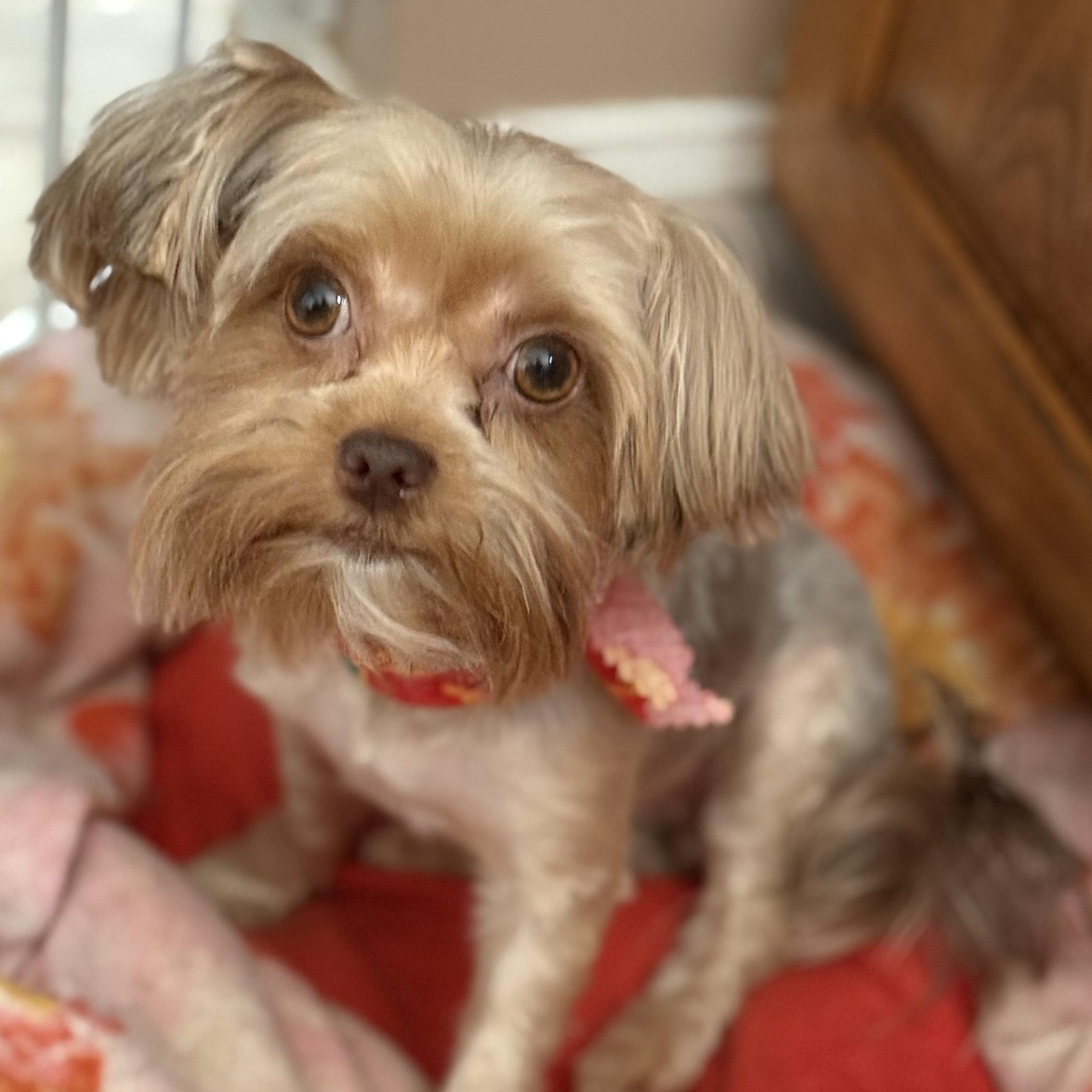 Piper, Adopted, Adult Female Yorkshire Terrier & Shih Tzu.