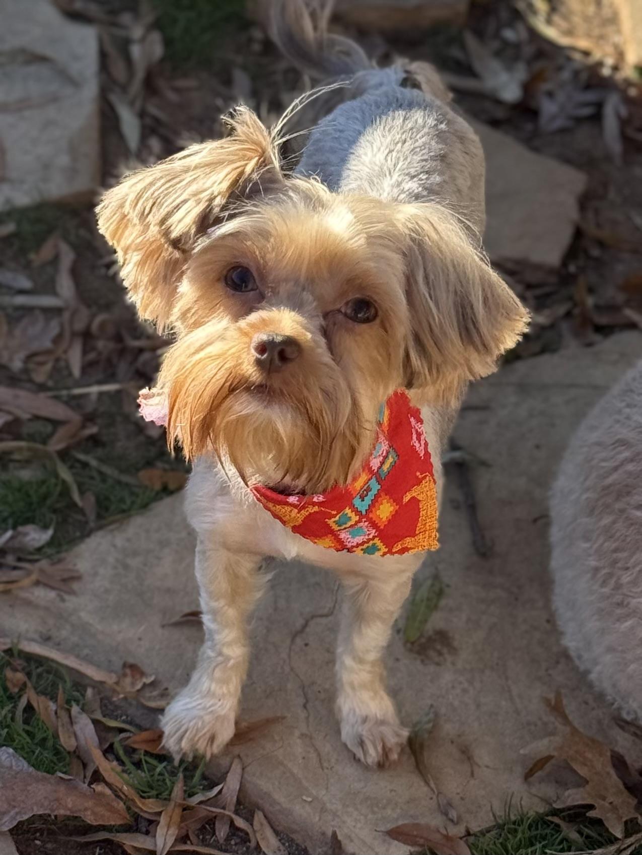 Enlarge Piper, a Adopted mixed breed in Yadkinville, NC image 6/6