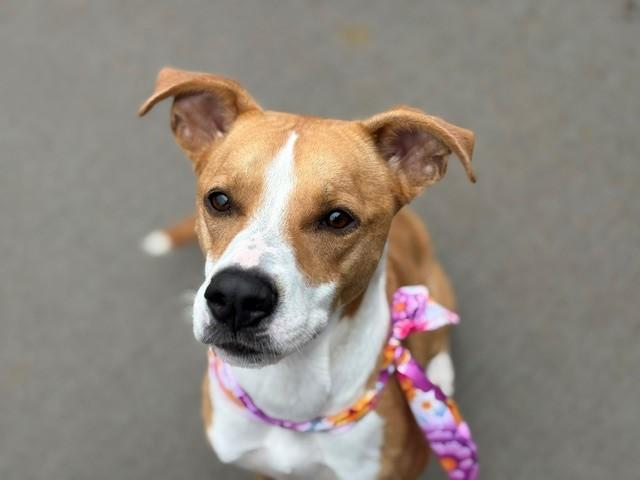 KULA, Adoptable, Adult Female Pit Bull Terrier & Labrador Retriever.