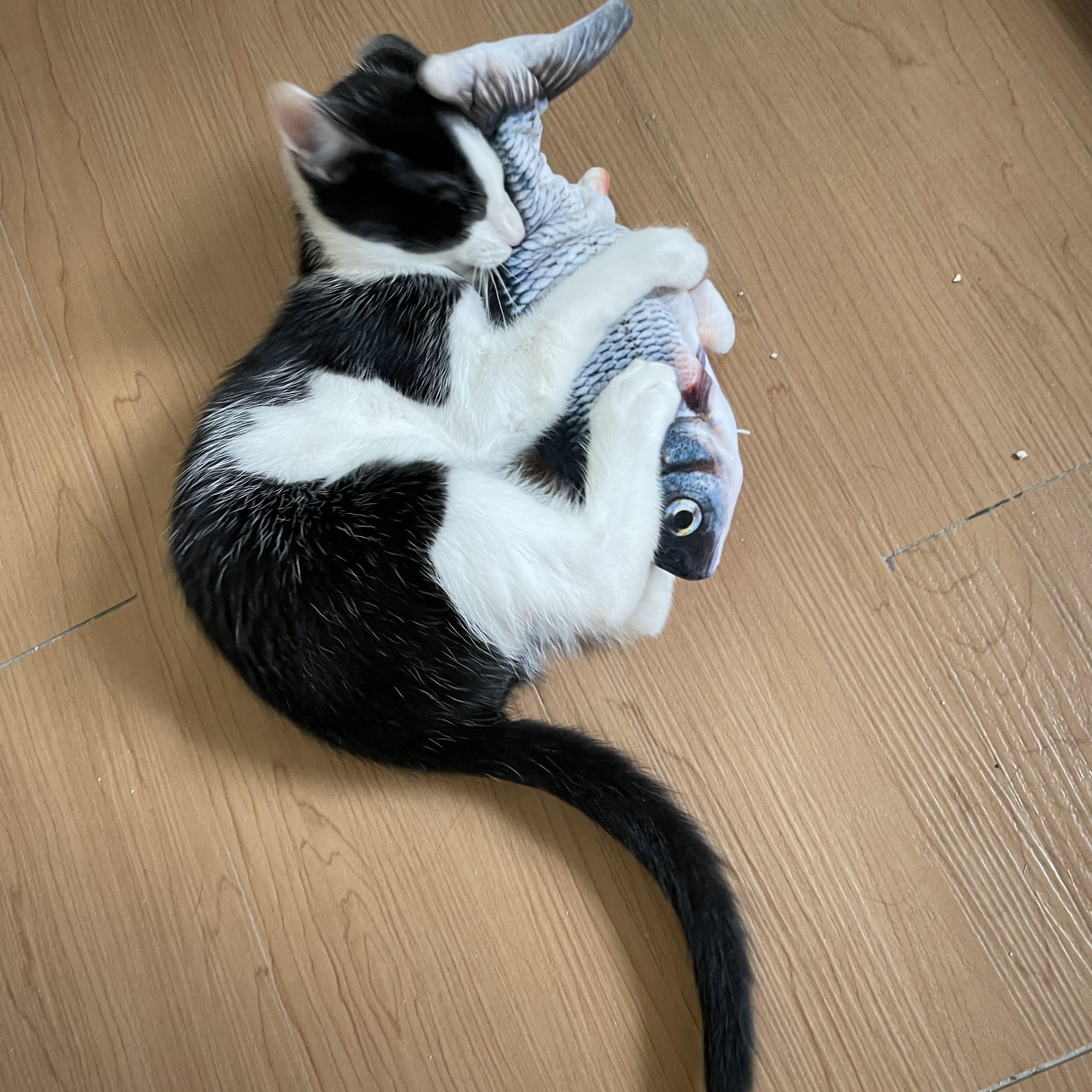 Dewey, and Lewey (kittens), adopted, Kitten Male Domestic Short Hair.
