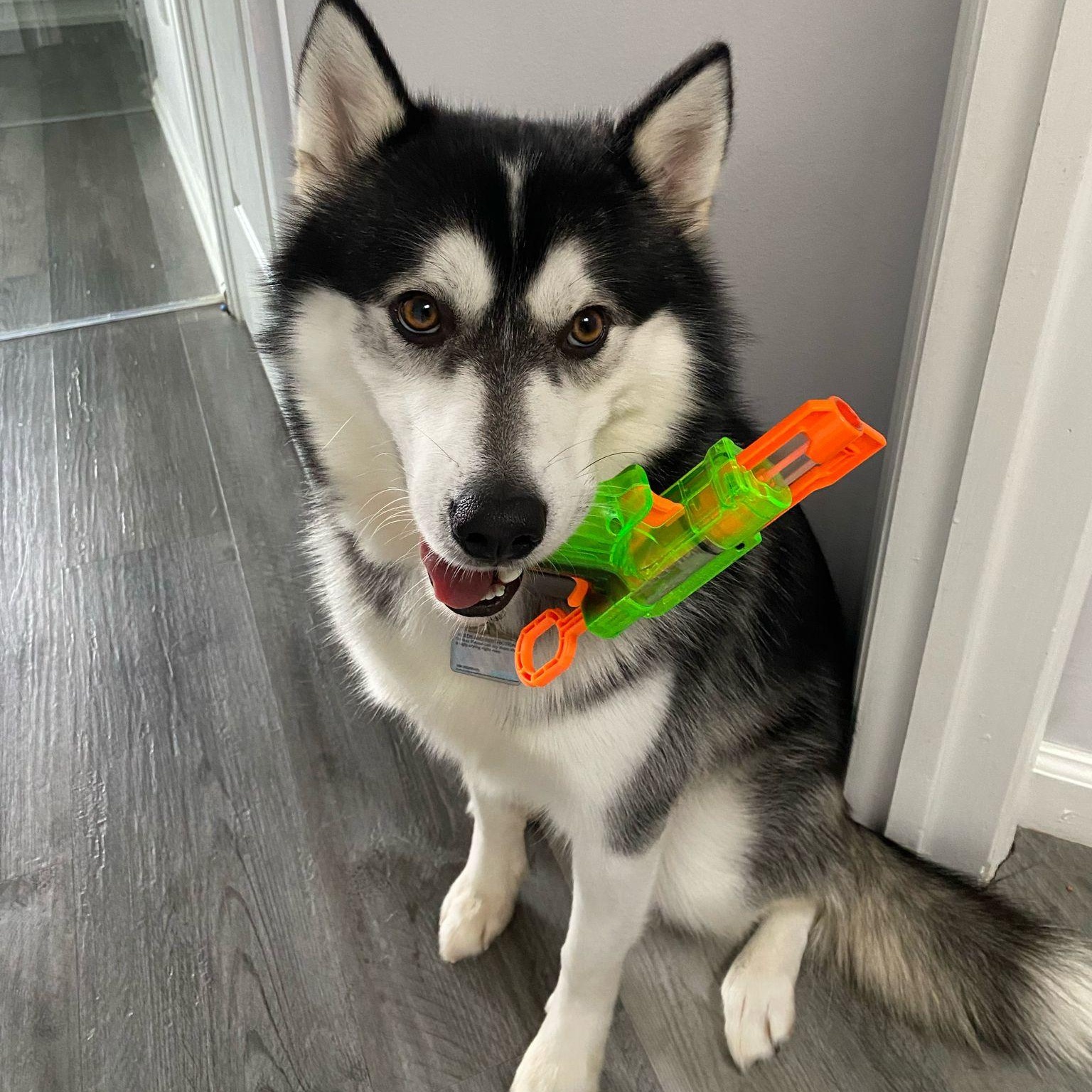 Nikki, an adoptable Pomsky in Hudson , NY, 12534 | Photo Image 6