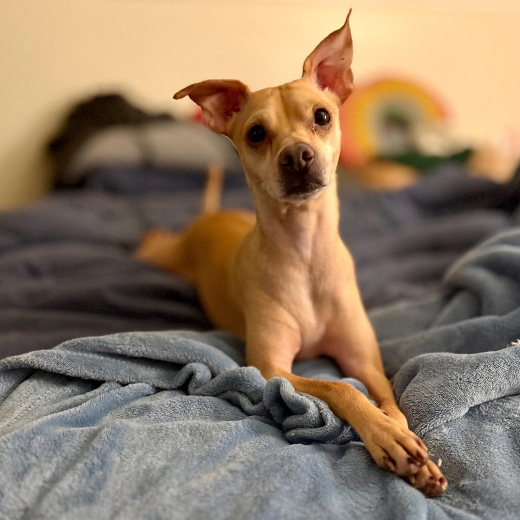 Roo, Adoptable, Adult Male Chihuahua.