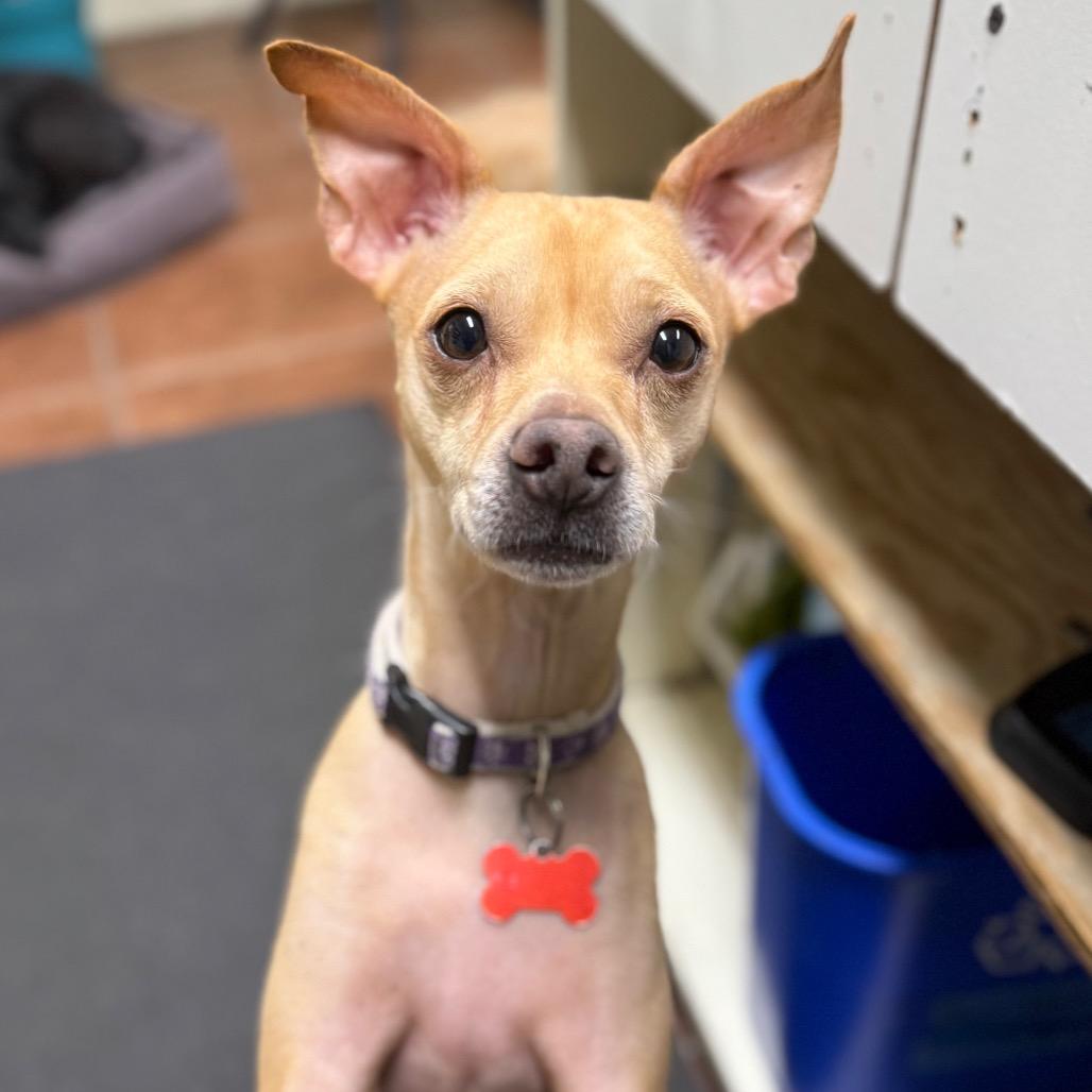 Enlarge Roo, a Adoptable mixed breed in Vallejo, CA image 2/6