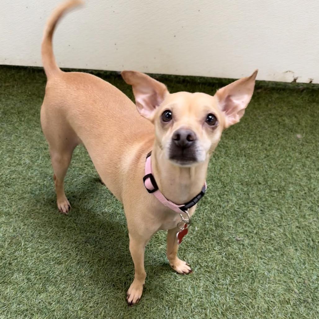 Enlarge Roo, a Adoptable mixed breed in Vallejo, CA image 3/6