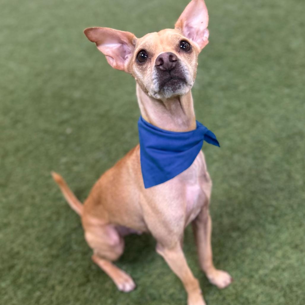 Enlarge Roo, a Adoptable mixed breed in Vallejo, CA image 5/6