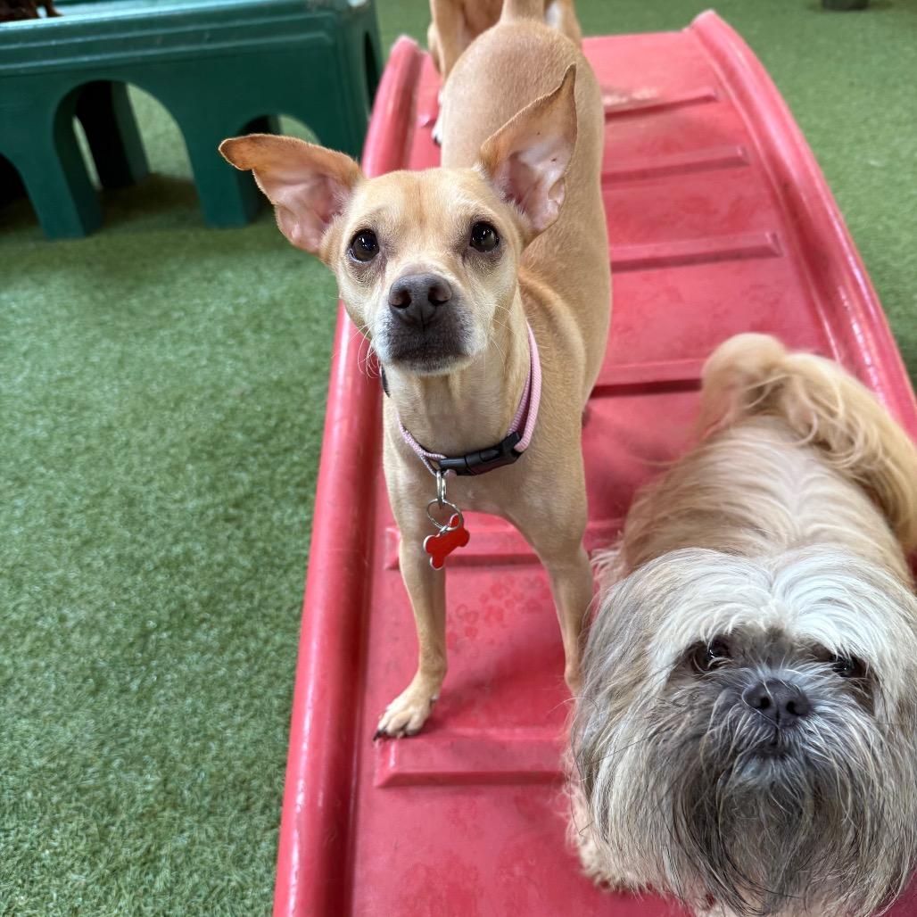 Enlarge Roo, a Adoptable mixed breed in Vallejo, CA image 6/6