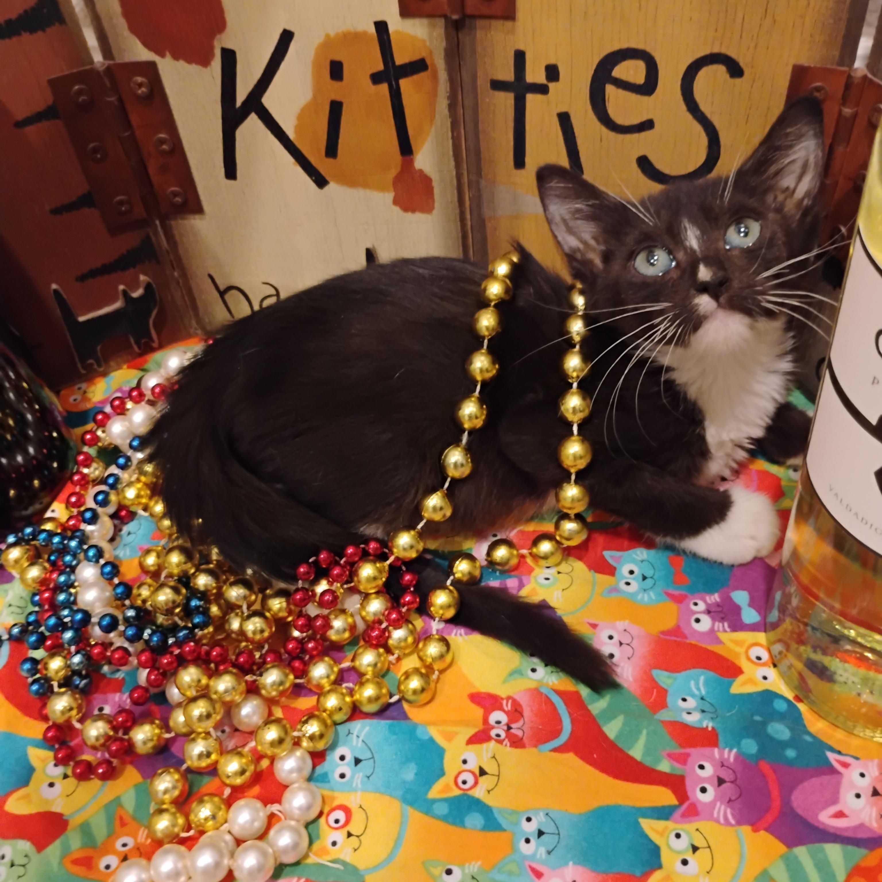 marlo green eyed tux 2 lbs kids $150, Baby Female unknown