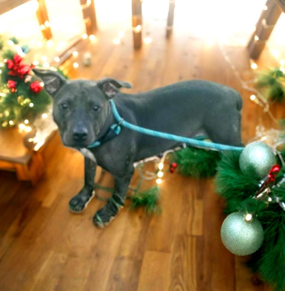 Tyla, Adult Female American Bully