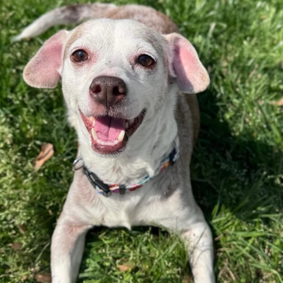 Enlarge Lady, a Adoptable mixed breed in Charlotte, NC image 1/5