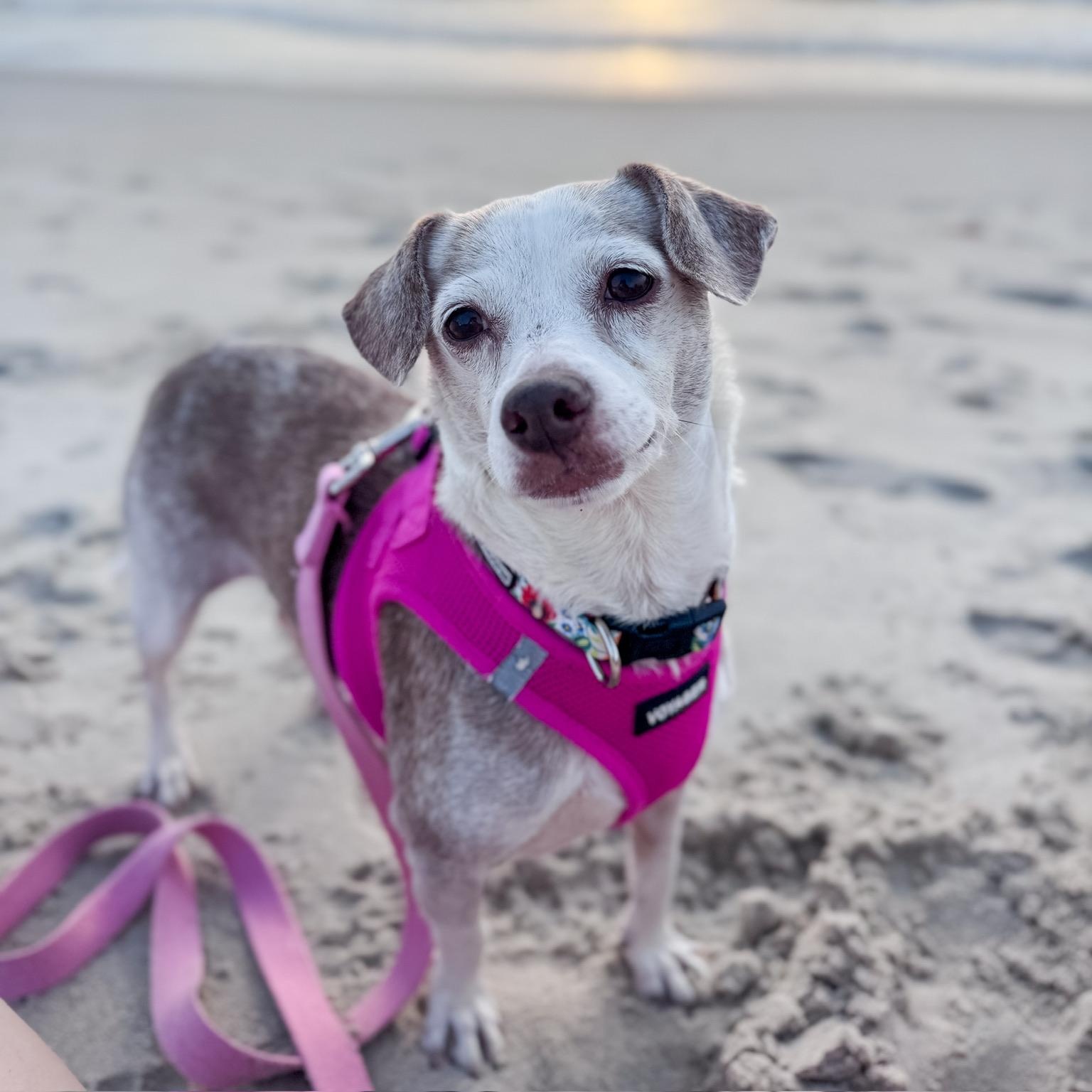 Enlarge Lady, a Adoptable mixed breed in Charlotte, NC image 2/5