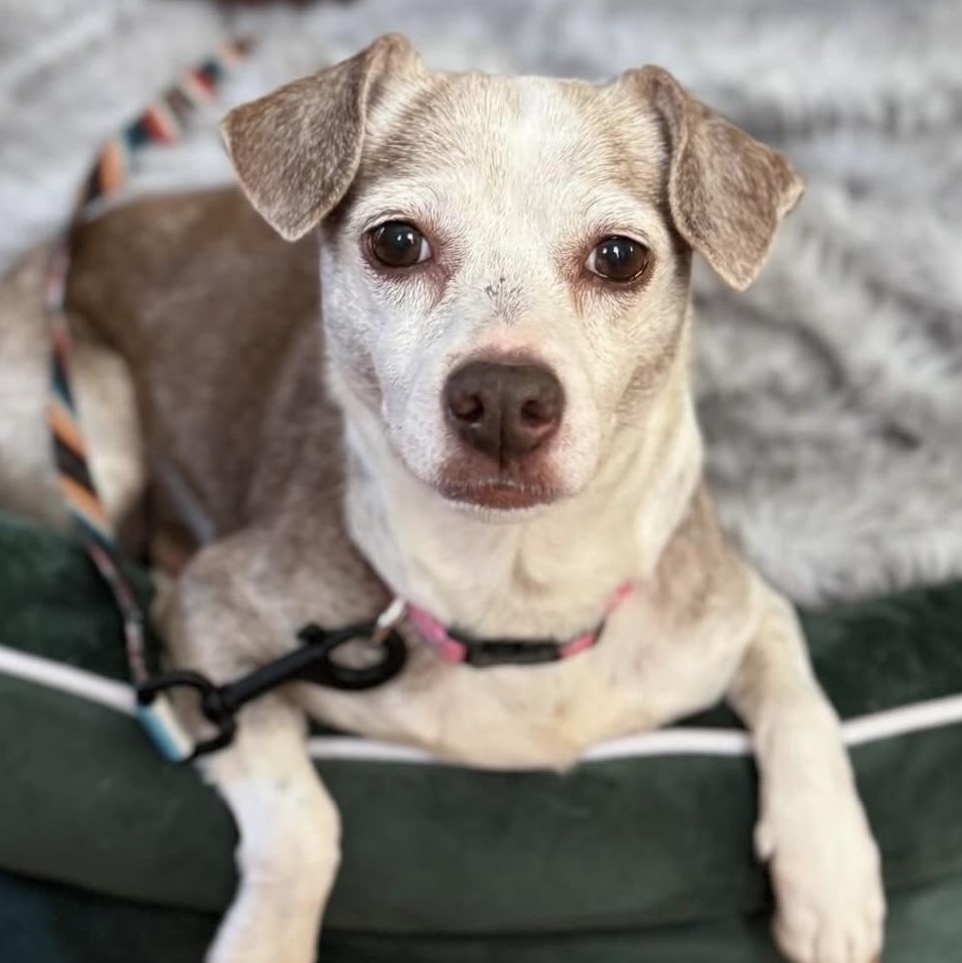 Enlarge Lady, a Adoptable mixed breed in Charlotte, NC image 3/5