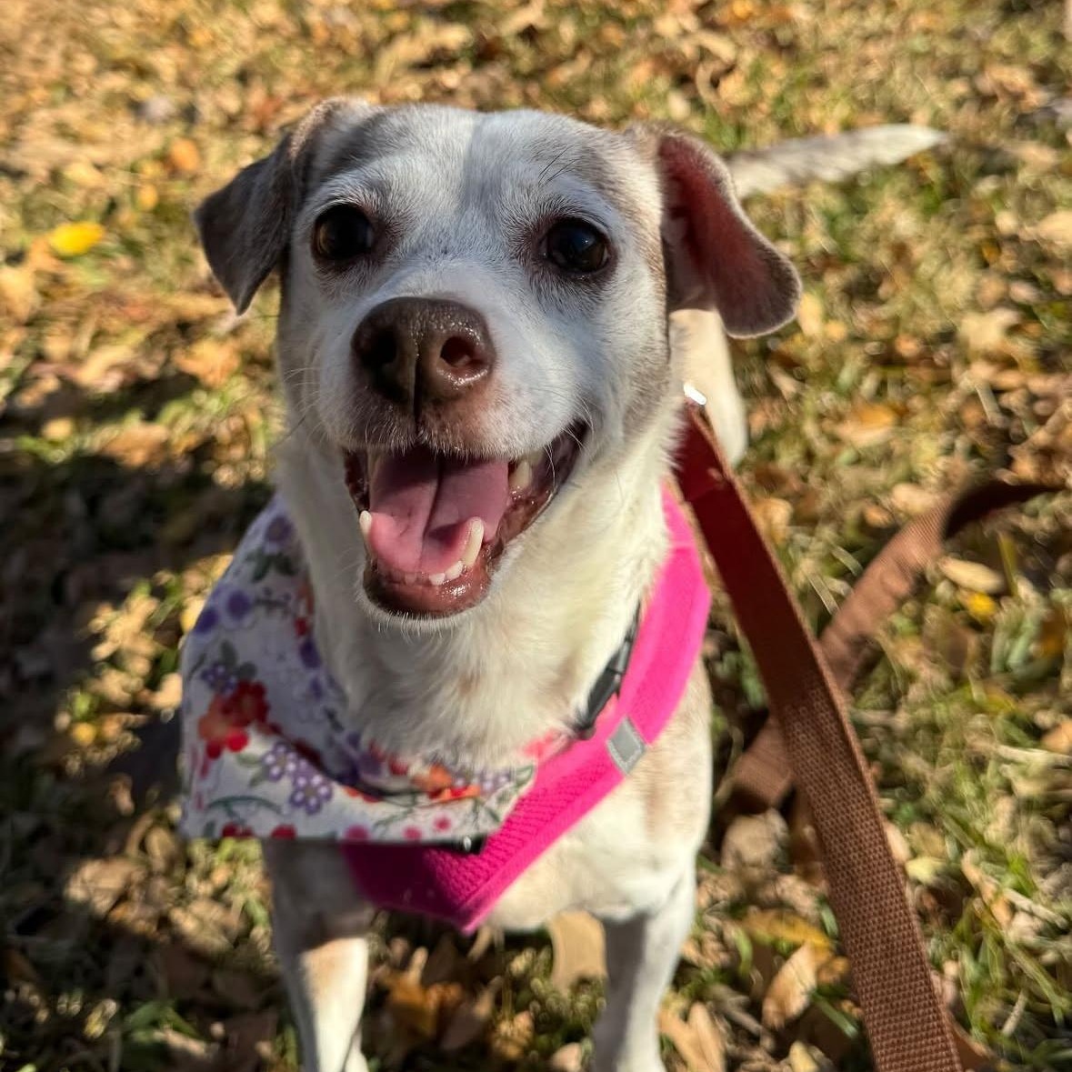 Enlarge Lady, a Adoptable mixed breed in Charlotte, NC image 1/5