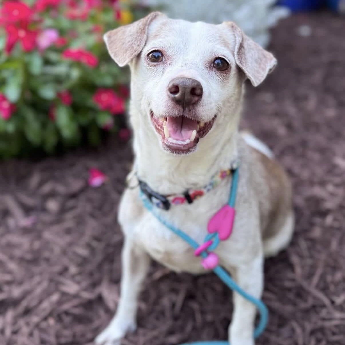 Lady, Adoptable, Adult Female Jack Russell Terrier.