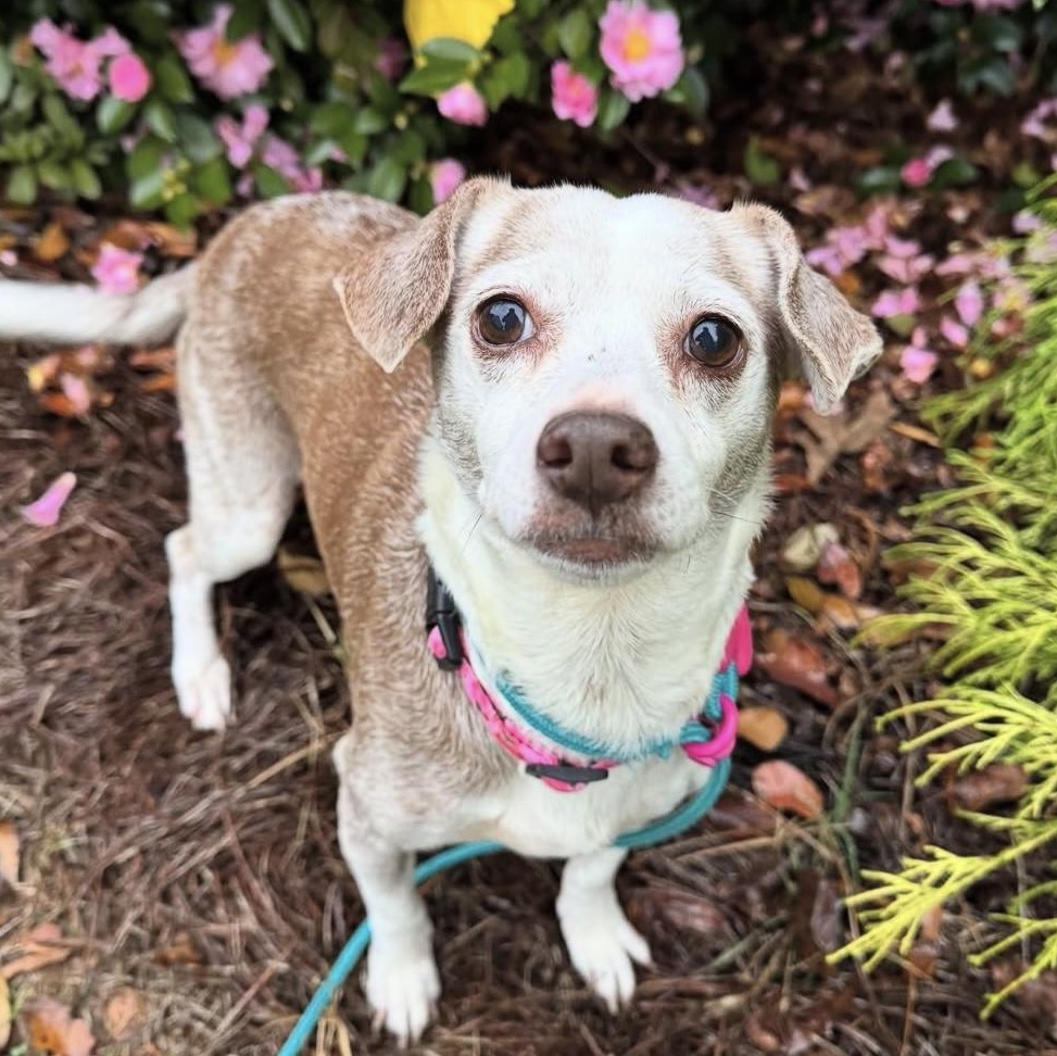 Enlarge Lady, a Adoptable mixed breed in Charlotte, NC image 2/5
