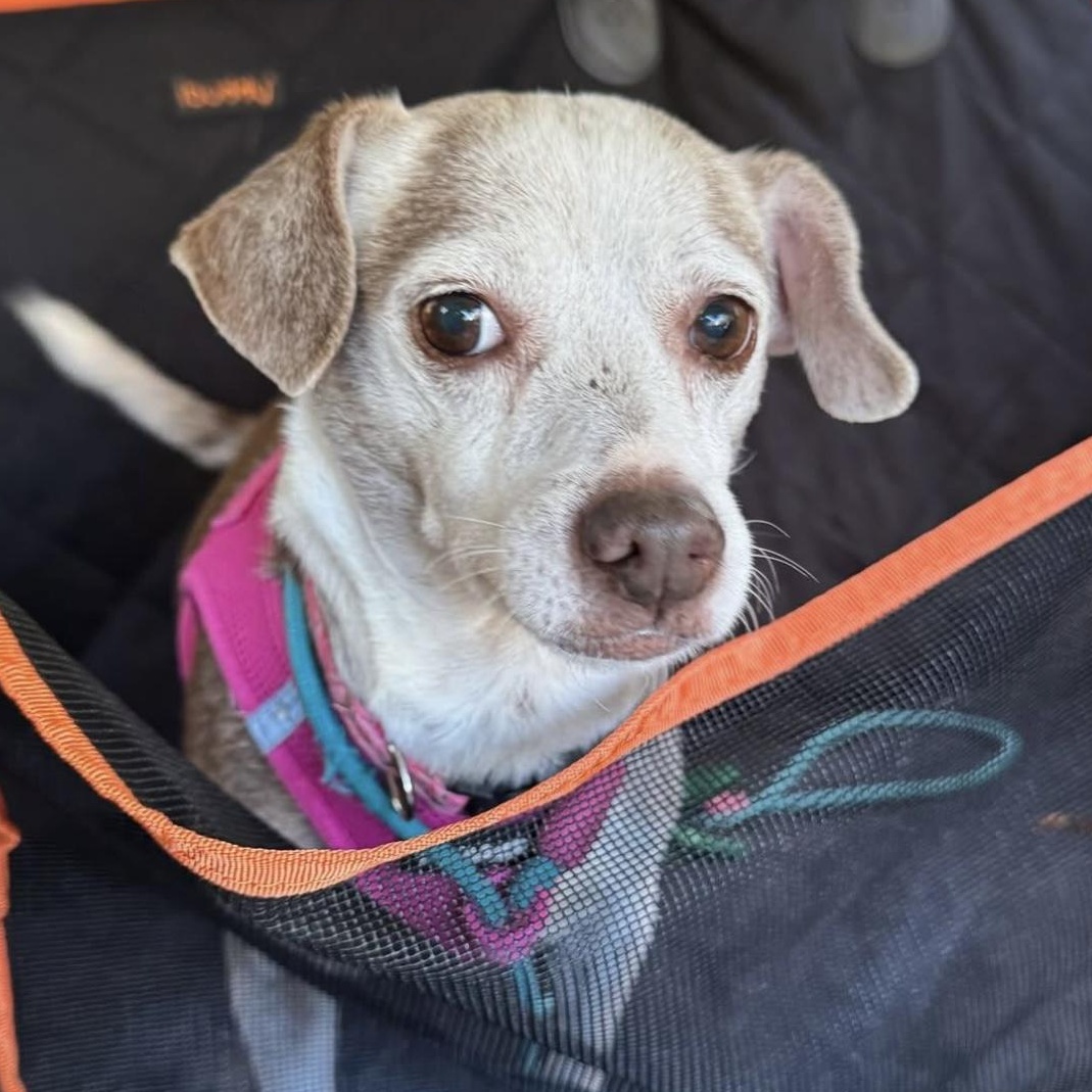 Enlarge Lady, a Adoptable mixed breed in Charlotte, NC image 4/5