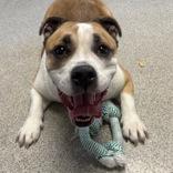 Enlarge Zoey, a ADOPTABLE Mixed Breed in Lansing, MI image 2/3