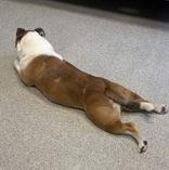 Enlarge Zoey, a ADOPTABLE Mixed Breed in Lansing, MI image 3/3
