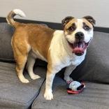 Zoey, ADOPTABLE, Adult Female Mixed Breed.