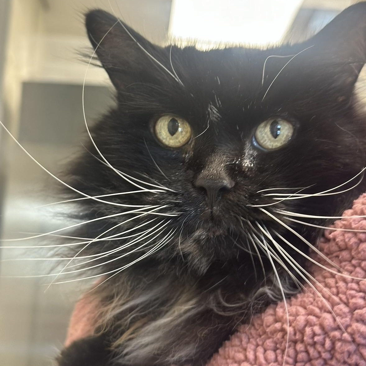 Enlarge Bootsie in Colorado, a Adoptable Domestic Long Hair in Boulder, CO image 5/6