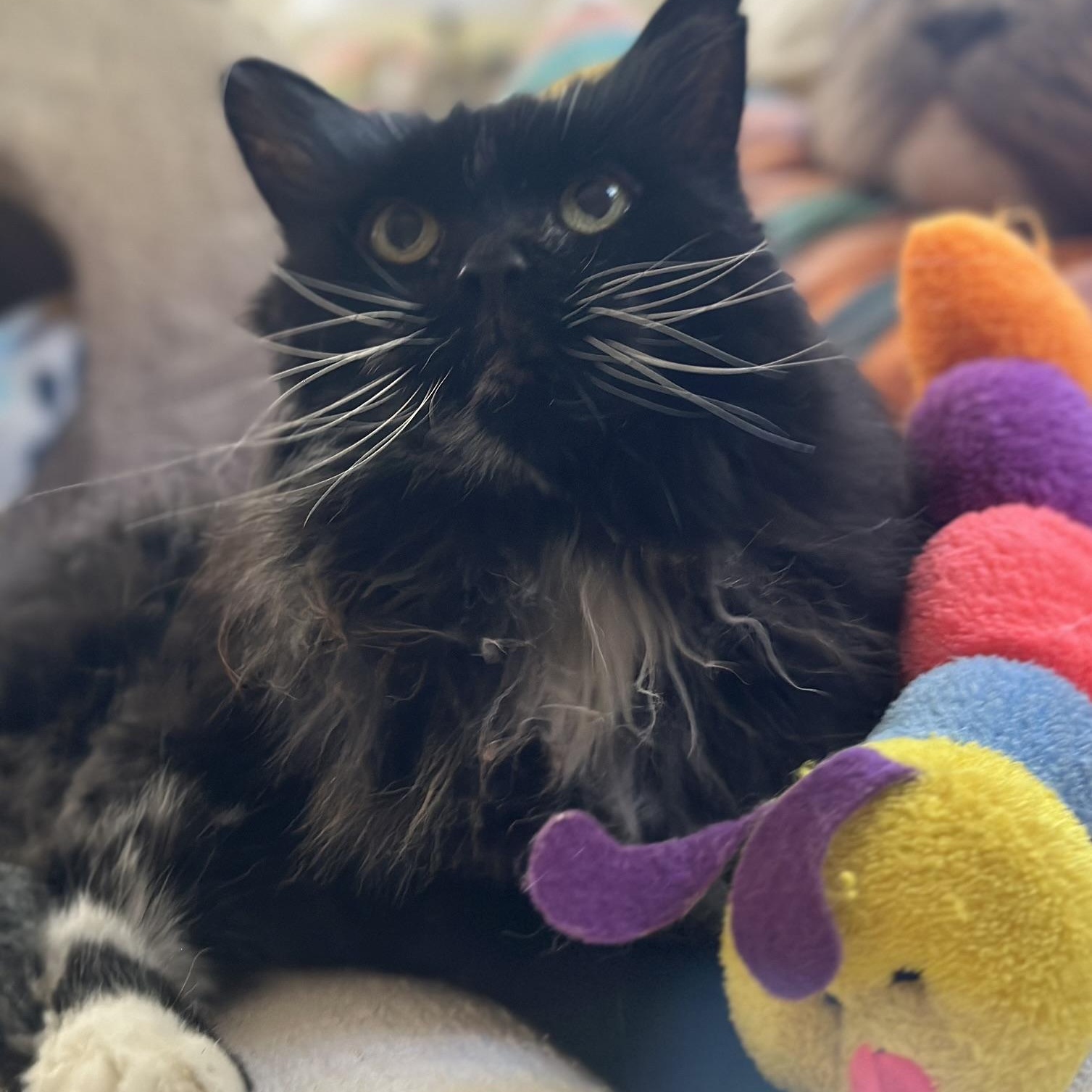 Enlarge Bootsie in Colorado, a Adoptable Domestic Long Hair in Boulder, CO image 4/6