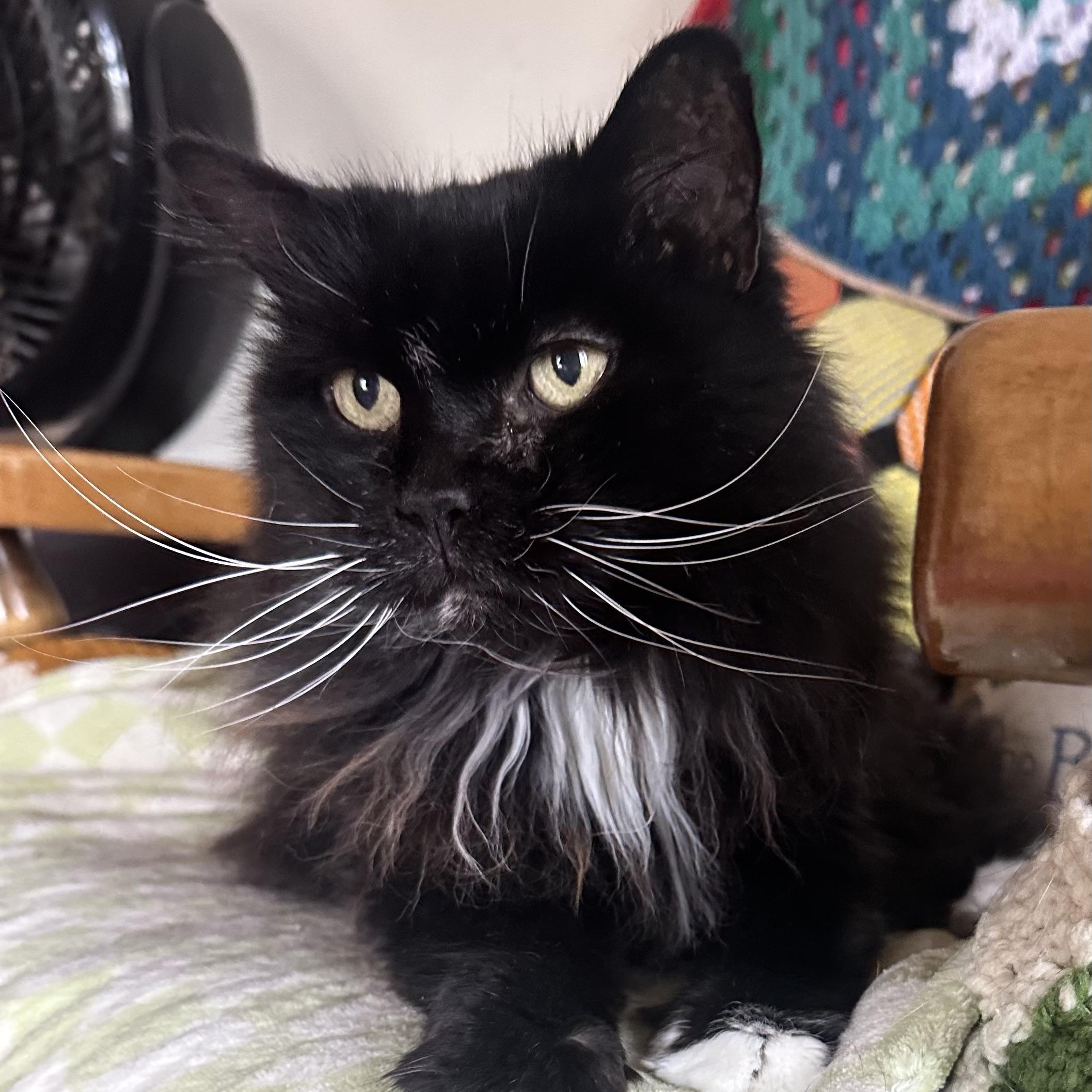 Enlarge Bootsie in Colorado, a Adoptable Domestic Long Hair in Boulder, CO image 6/6