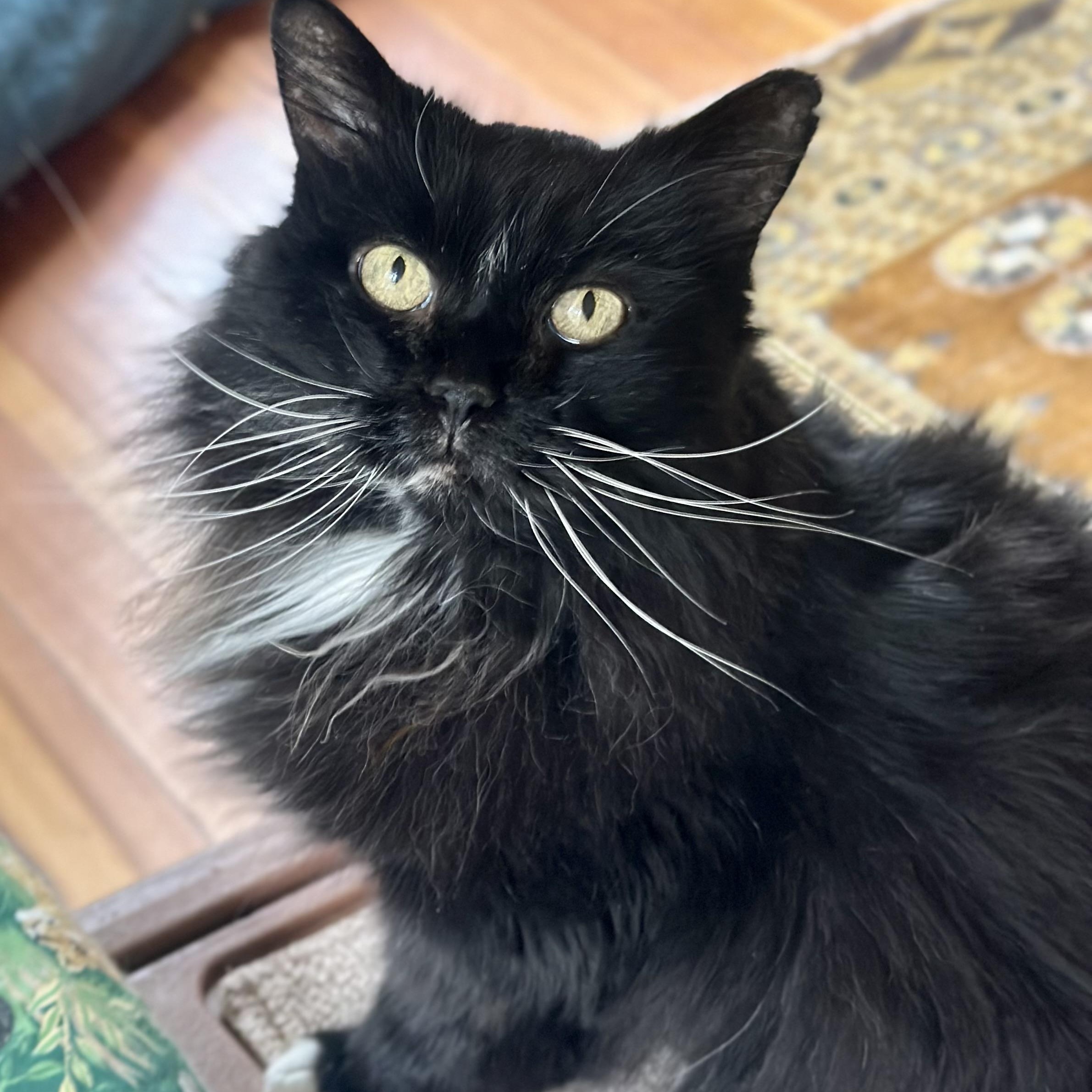 Enlarge Bootsie in Colorado, a Adoptable Domestic Long Hair in Boulder, CO image 3/6