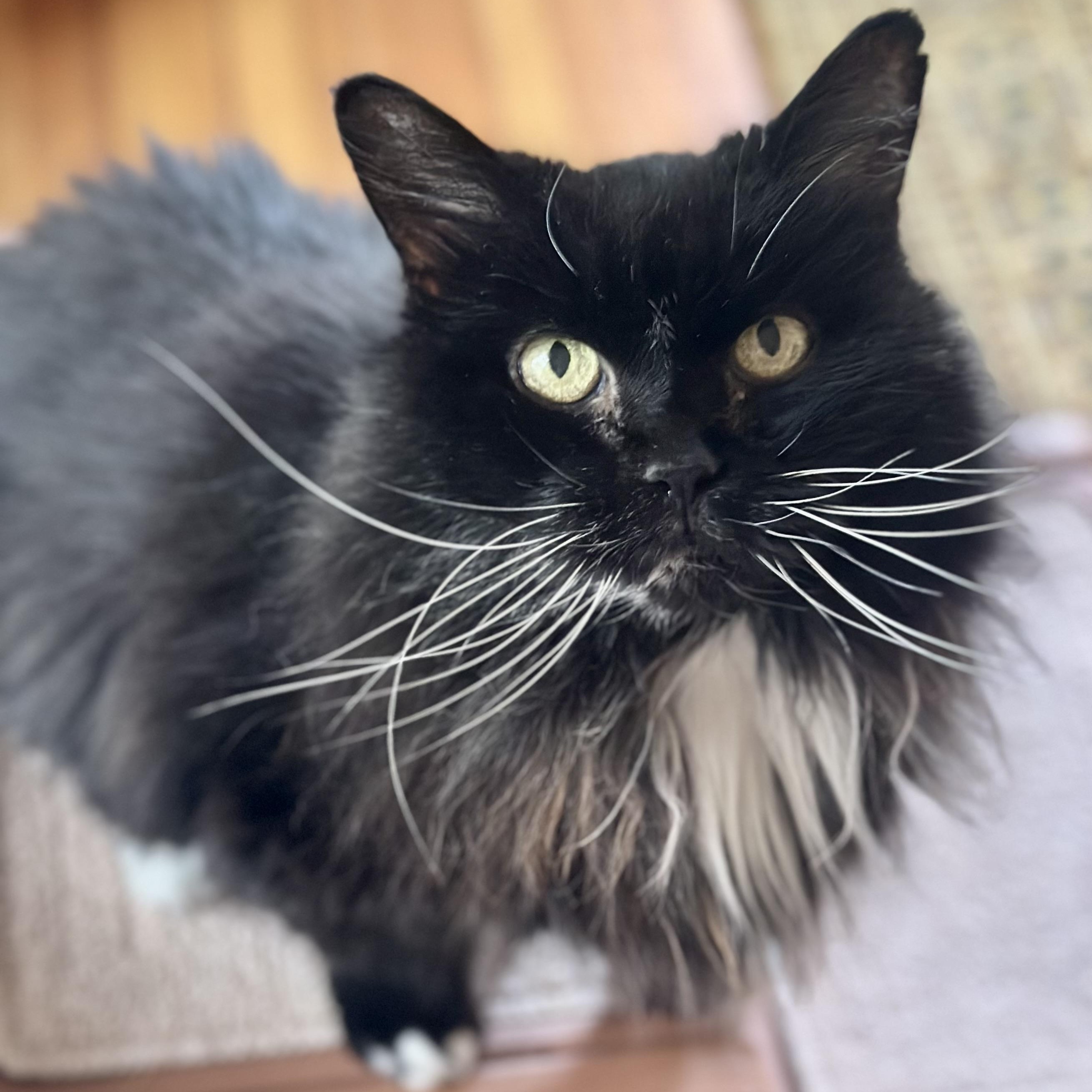 Bootsie in Colorado, Adoptable, Senior Female Domestic Long Hair.