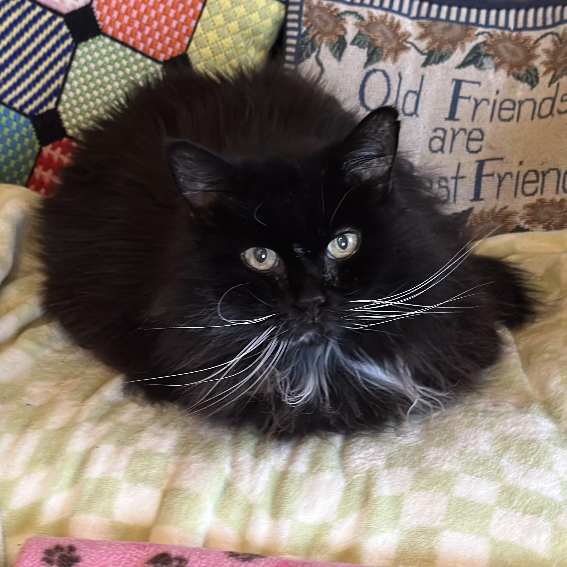 Enlarge Bootsie in Colorado, a Adoptable Domestic Long Hair in Boulder, CO image 2/6