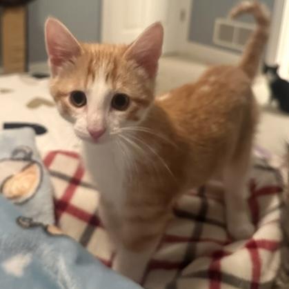 Thomas O'Malley, adopted, Kitten Male Domestic Short Hair.