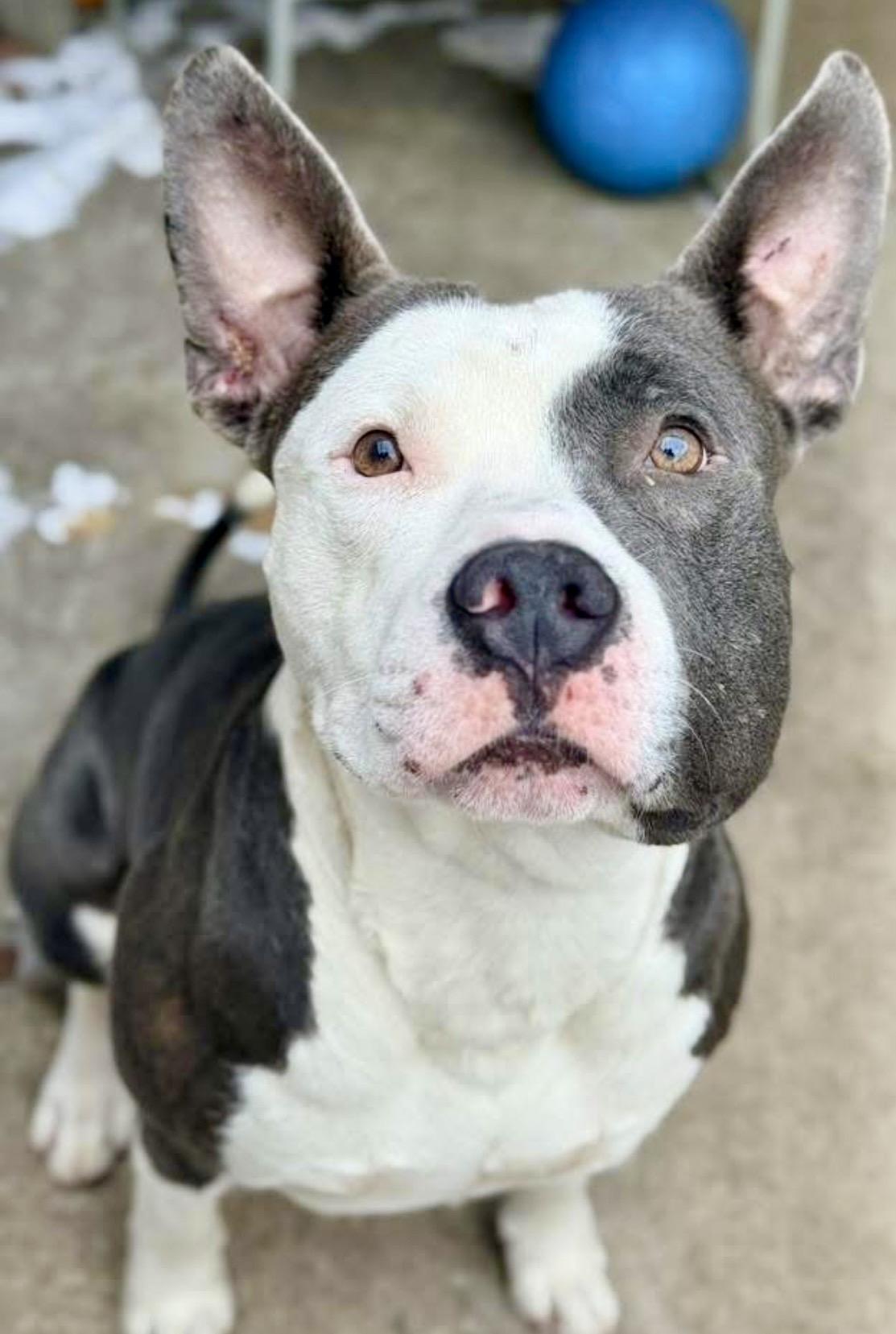 Torin — thumbnail 2