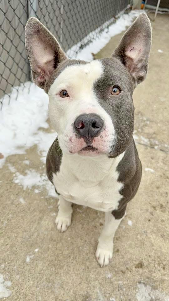 Torin — thumbnail 3