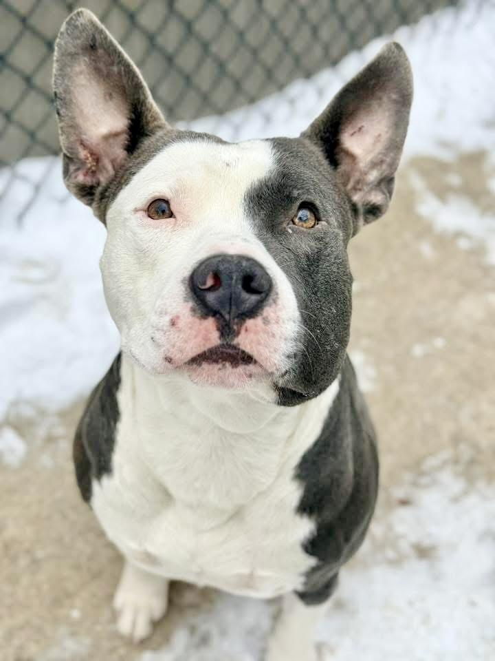 Torin — thumbnail 4