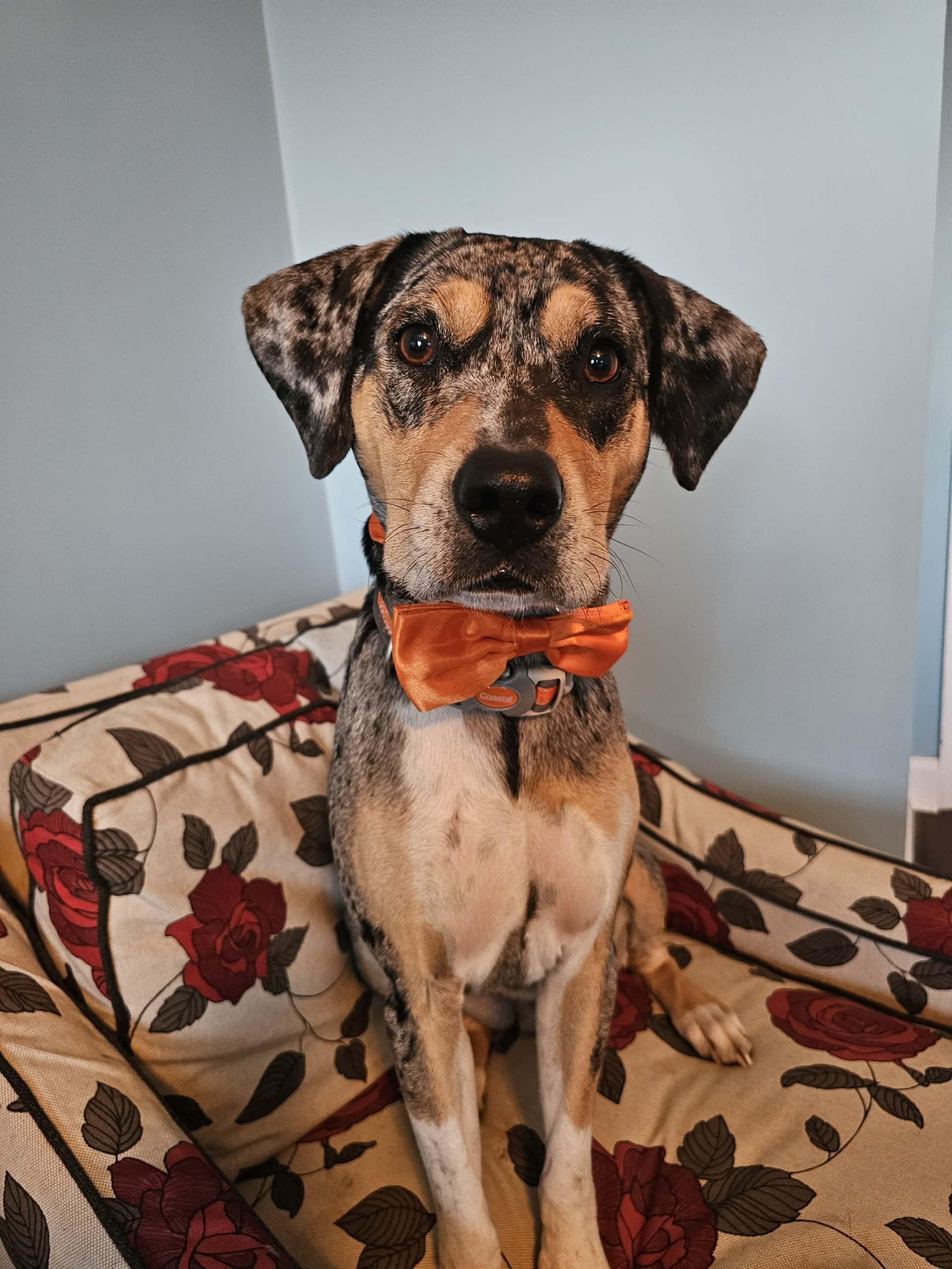 Moses, an adopted mixed breed in Luttrell, TN image 1/2