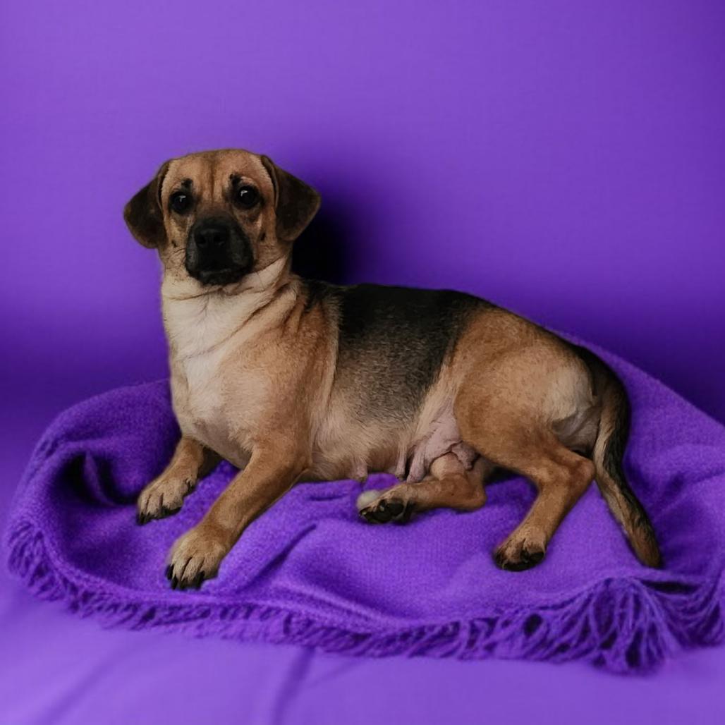 Suzie 2, a Adoptable mixed breed in Buffalo, MN image 2/2