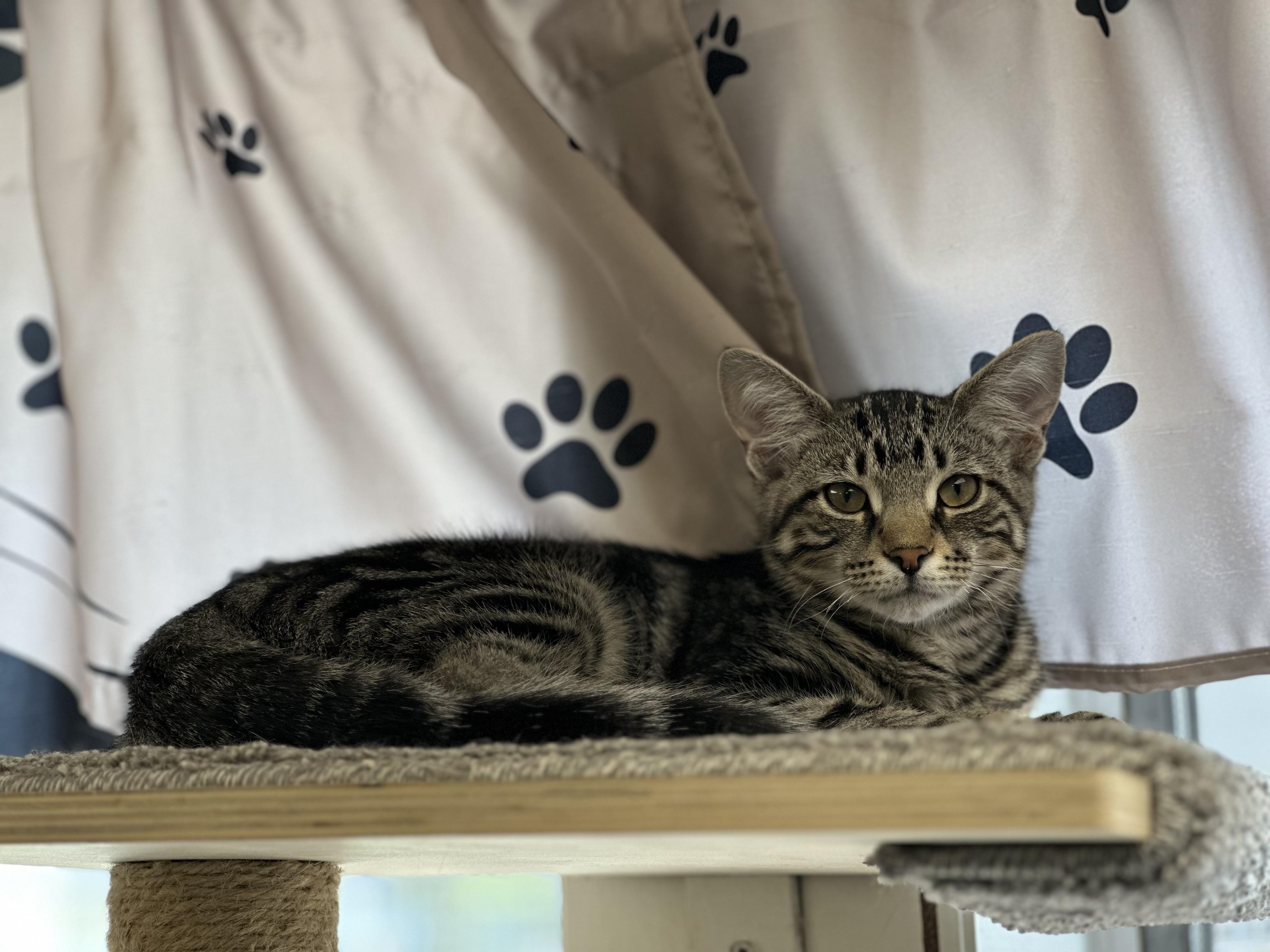 Enlarge Flare, an adoptable mixed breed in Newburgh, NY image 1/1