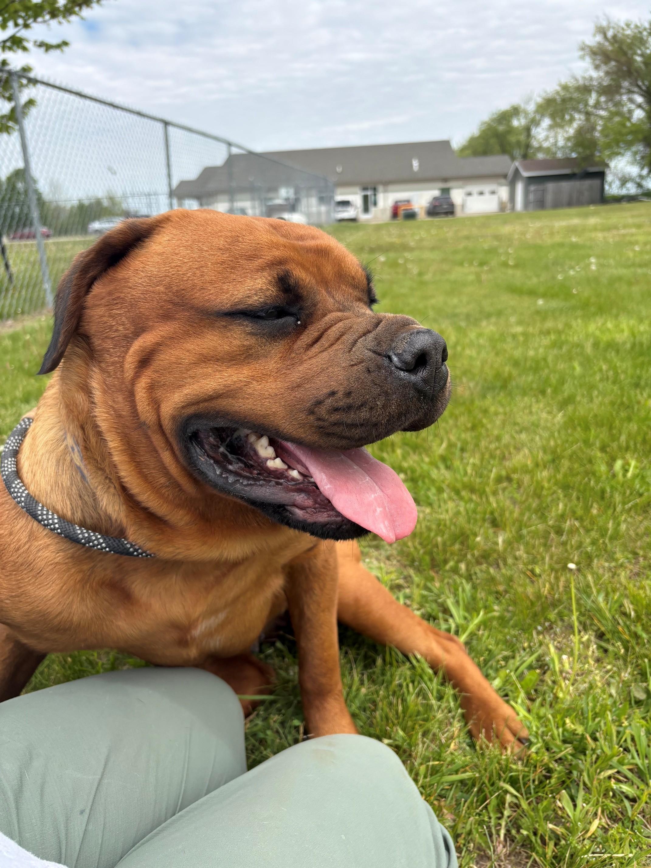 Kiki, an adopted mixed breed in Ionia, MI image 5/6