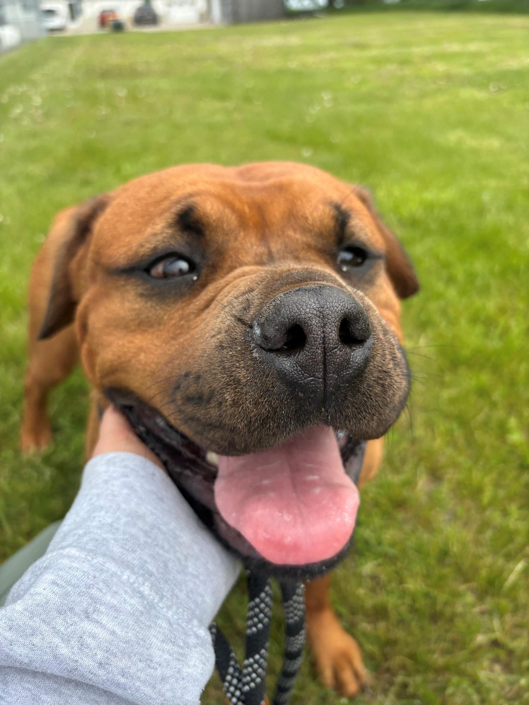 Kiki, an adopted mixed breed in Ionia, MI image 1/6