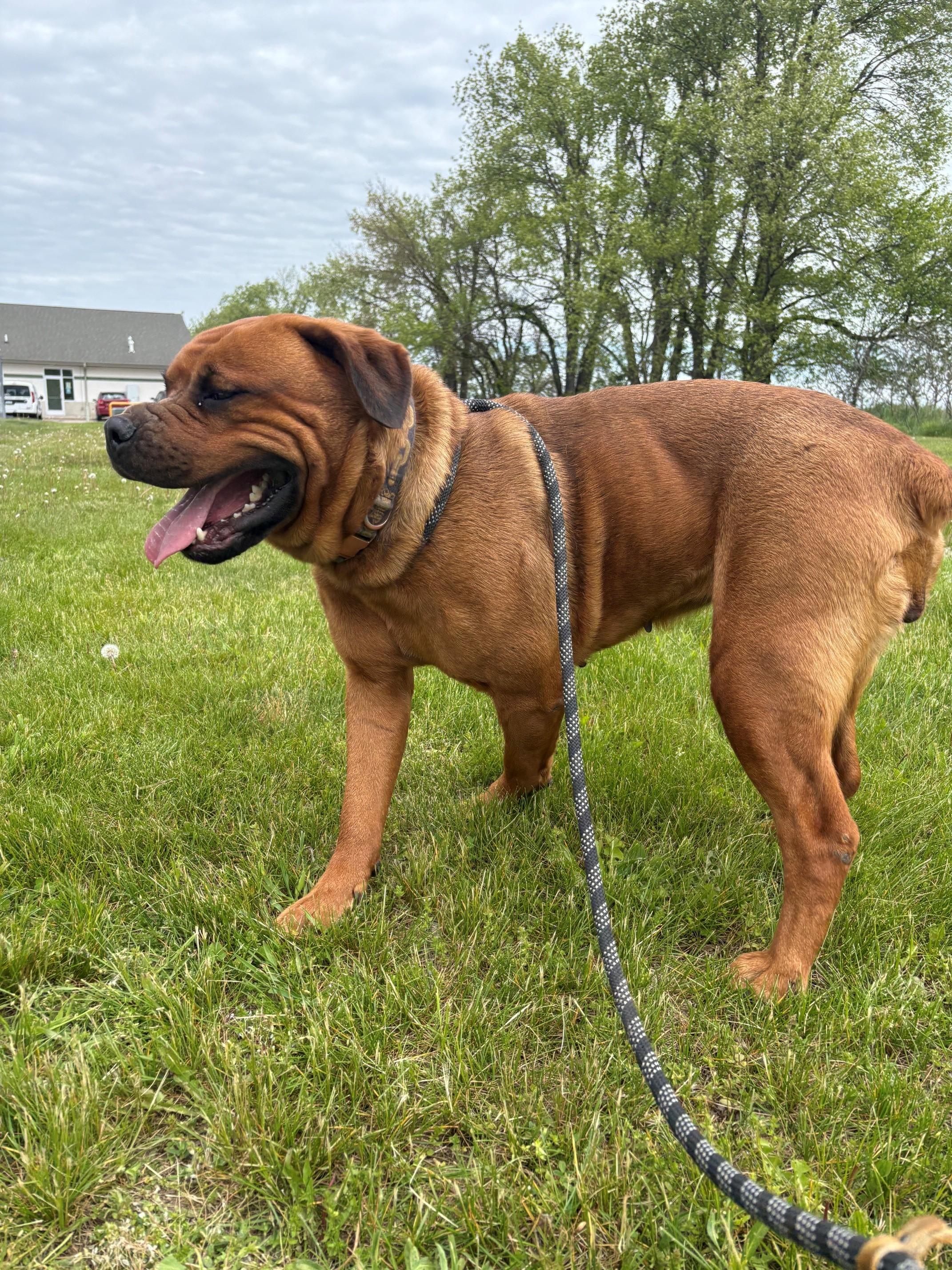 Kiki, an adopted mixed breed in Ionia, MI image 2/6