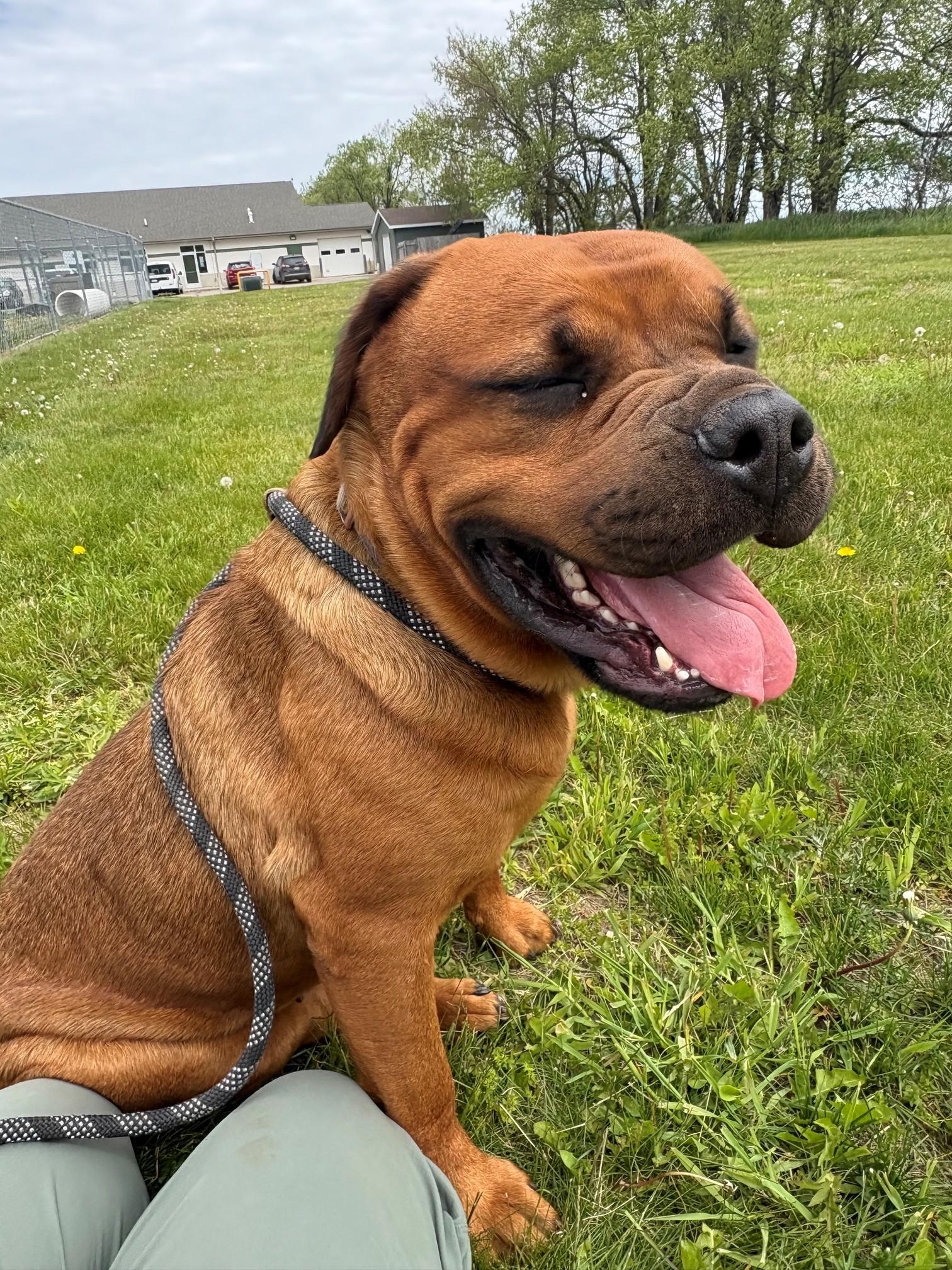 Kiki, an adopted mixed breed in Ionia, MI image 6/6
