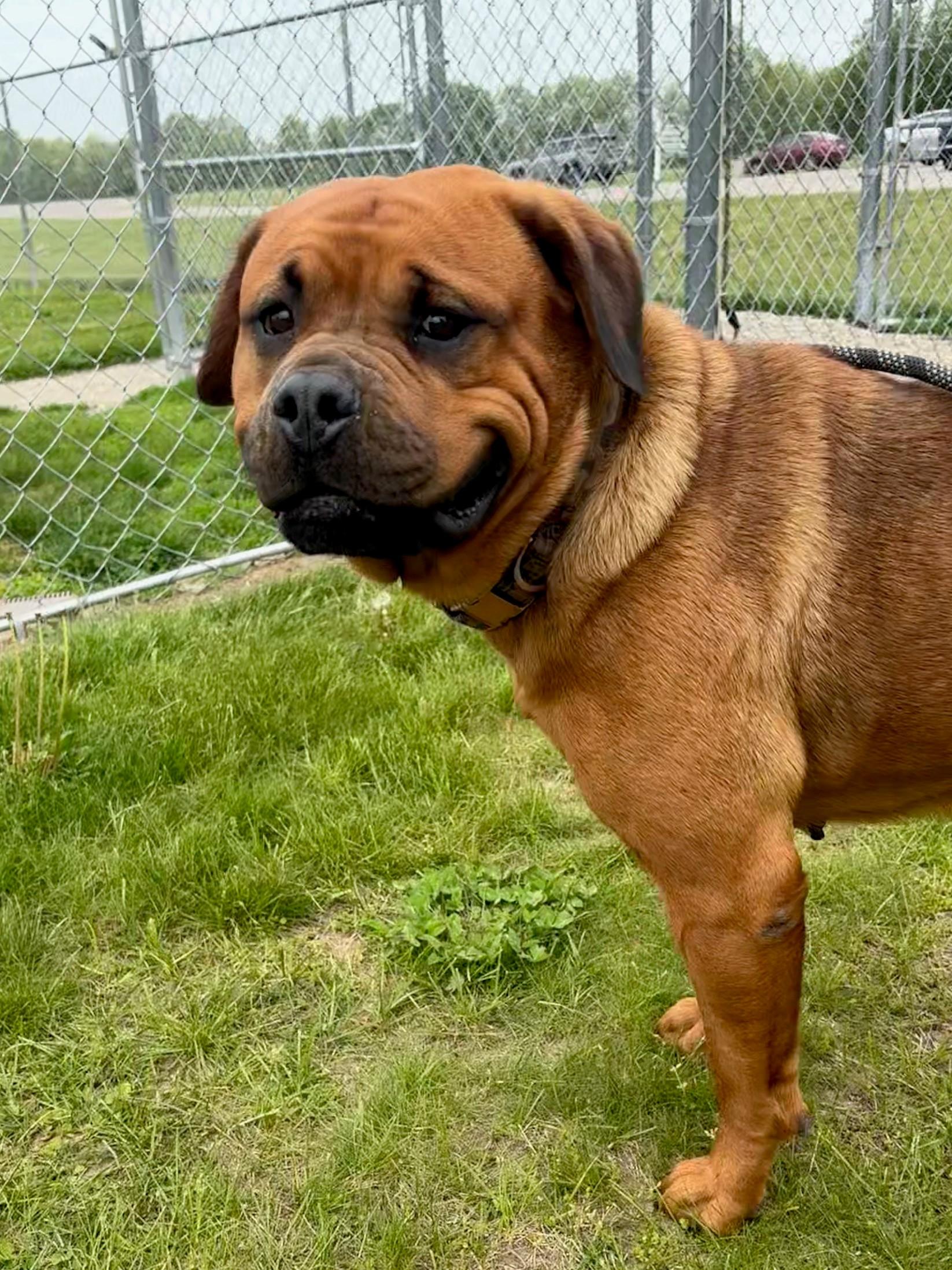 Kiki, an adopted mixed breed in Ionia, MI image 4/6
