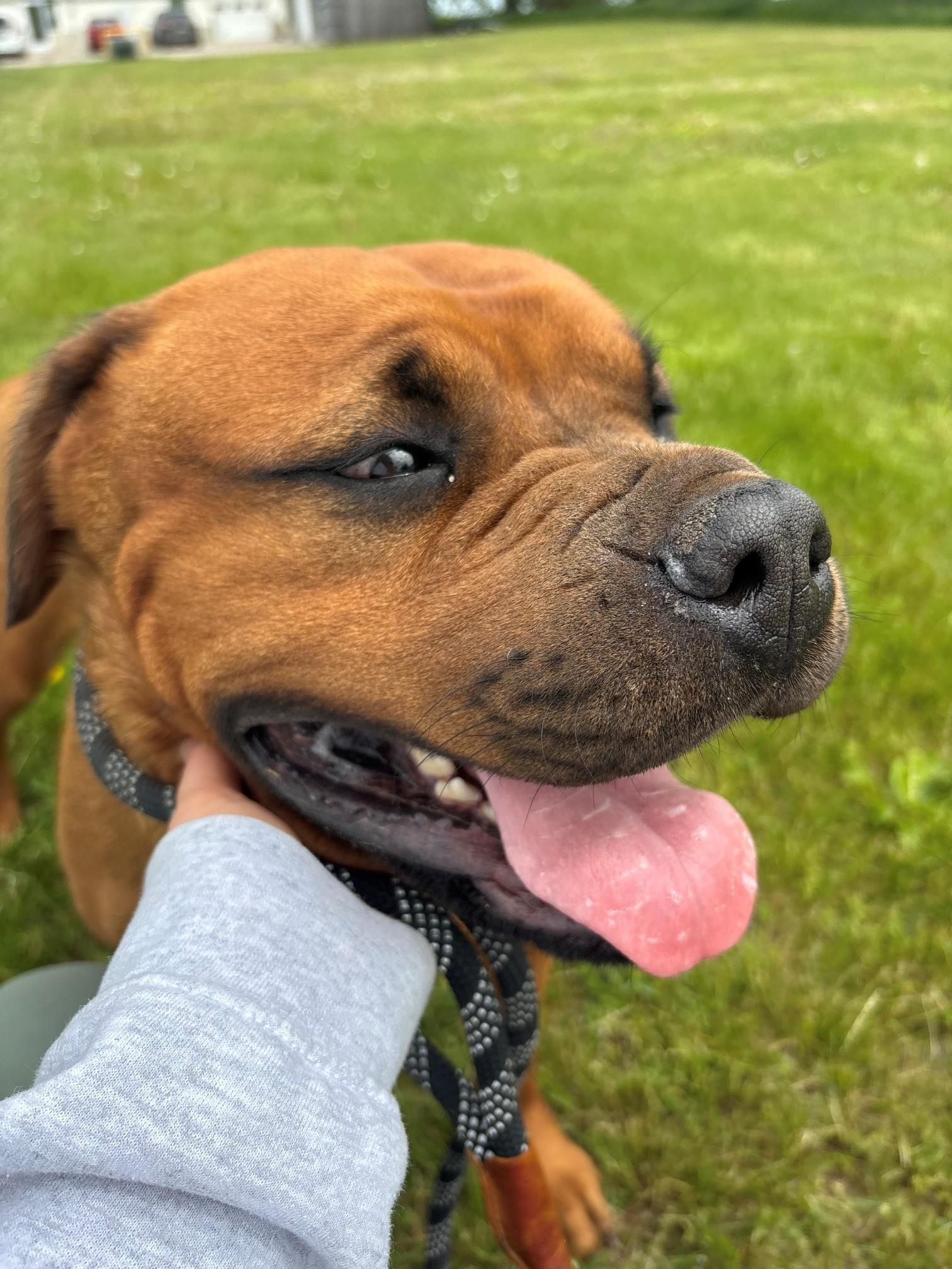 Kiki, an adopted mixed breed in Ionia, MI image 3/6