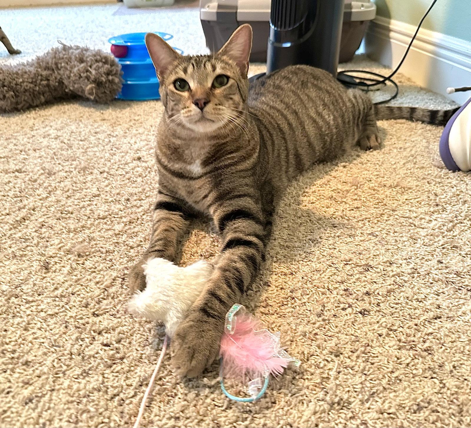 Enlarge Micah, a Adoptable Domestic Short Hair in Longwood, FL image 2/3