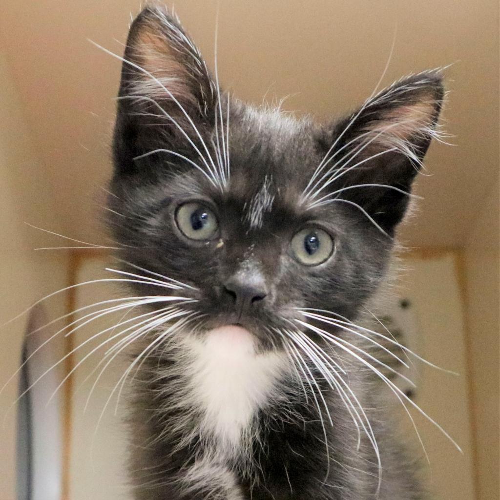 Gustave, Adoptable, Adult Male Domestic Short Hair.