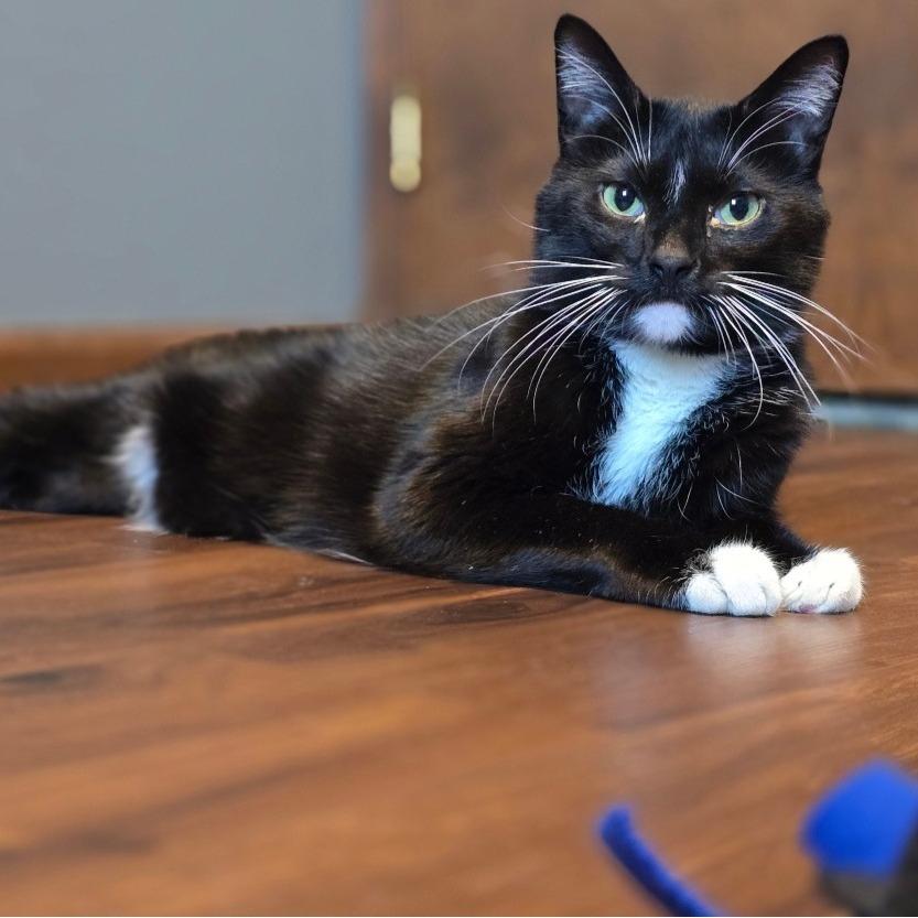 Enlarge Gustave, a Adoptable mixed breed in South Elgin, IL image 2/5