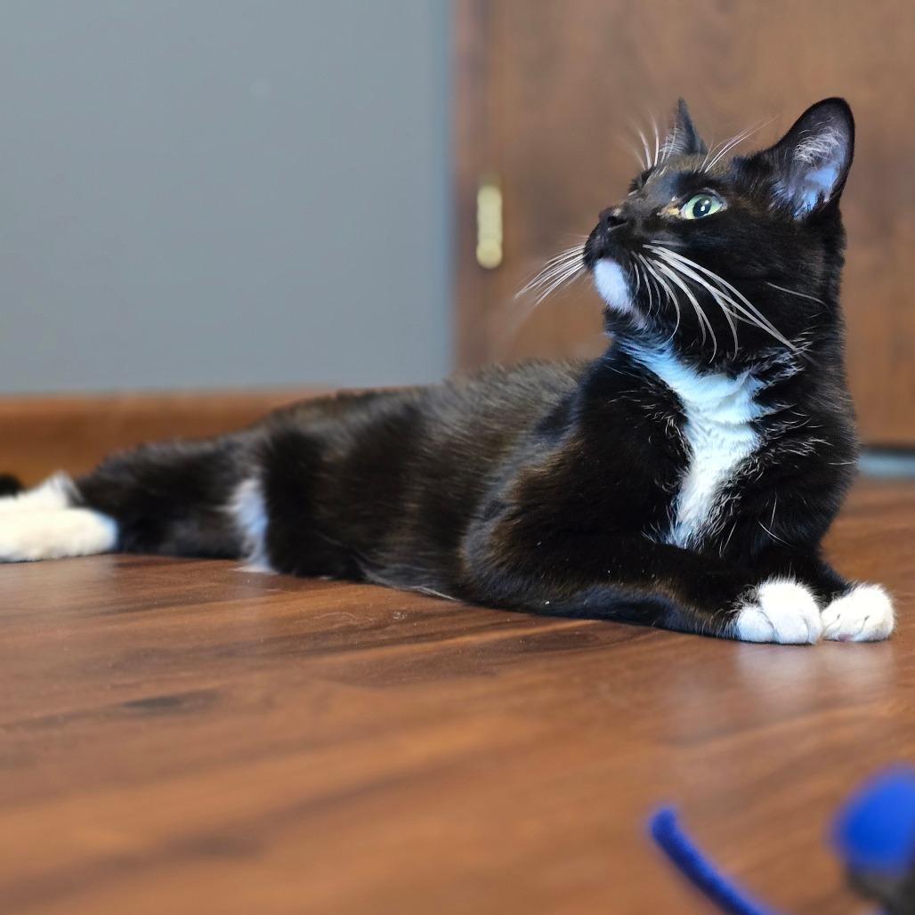 Enlarge Gustave, a Adoptable mixed breed in South Elgin, IL image 3/5