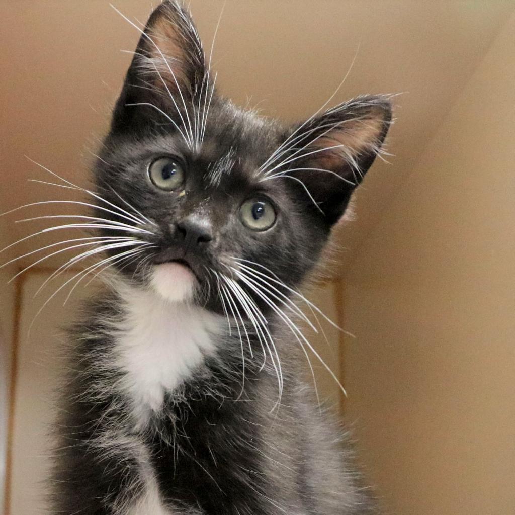 Enlarge Gustave, a Adoptable mixed breed in South Elgin, IL image 4/5